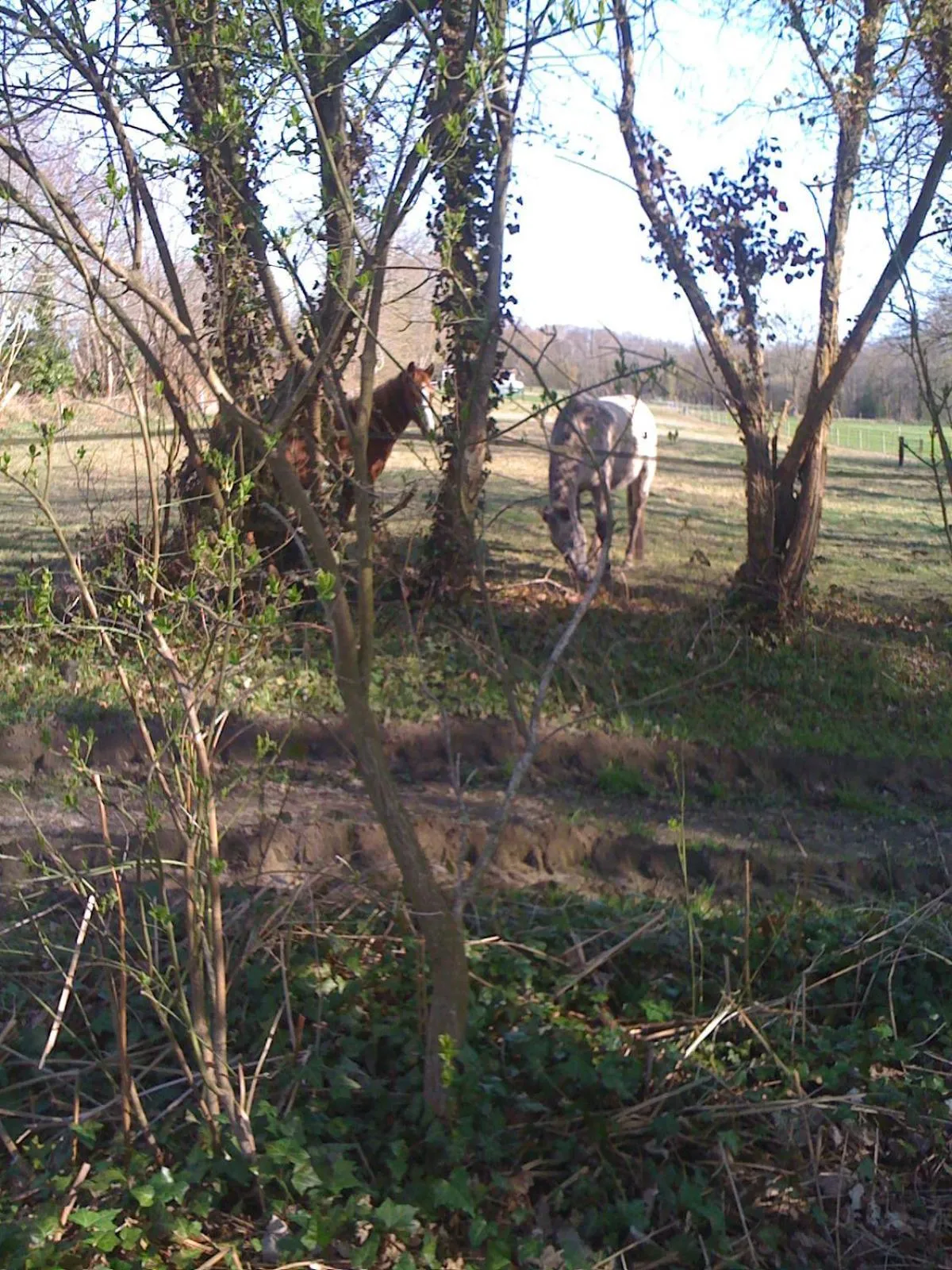 Animals in Les Trauchandieres de Saint Malo