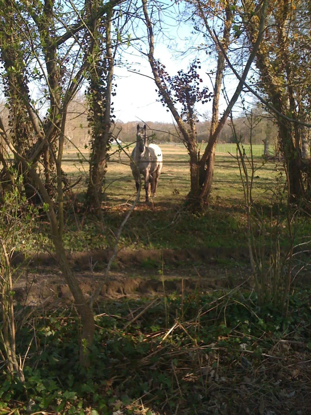 Animals in Les Trauchandieres de Saint Malo