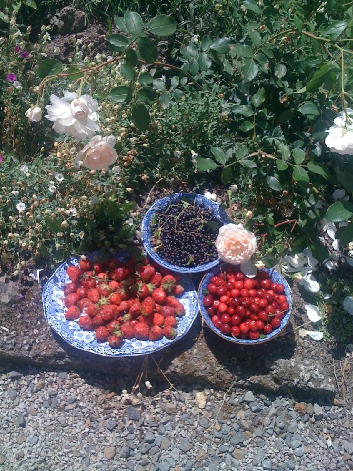 Garden in Les Trauchandieres de Saint Malo