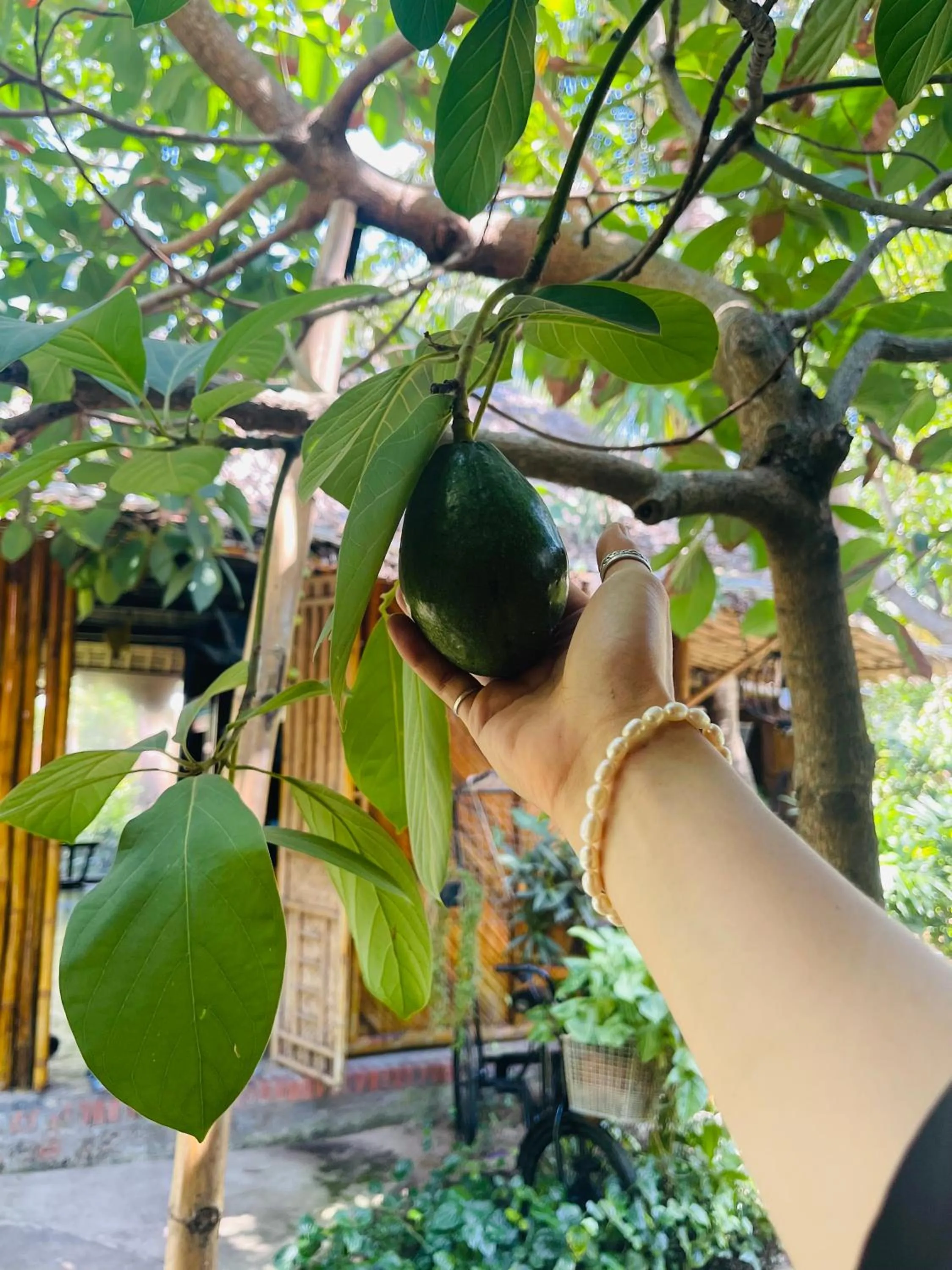Under The Coconut Tree Hoi An
