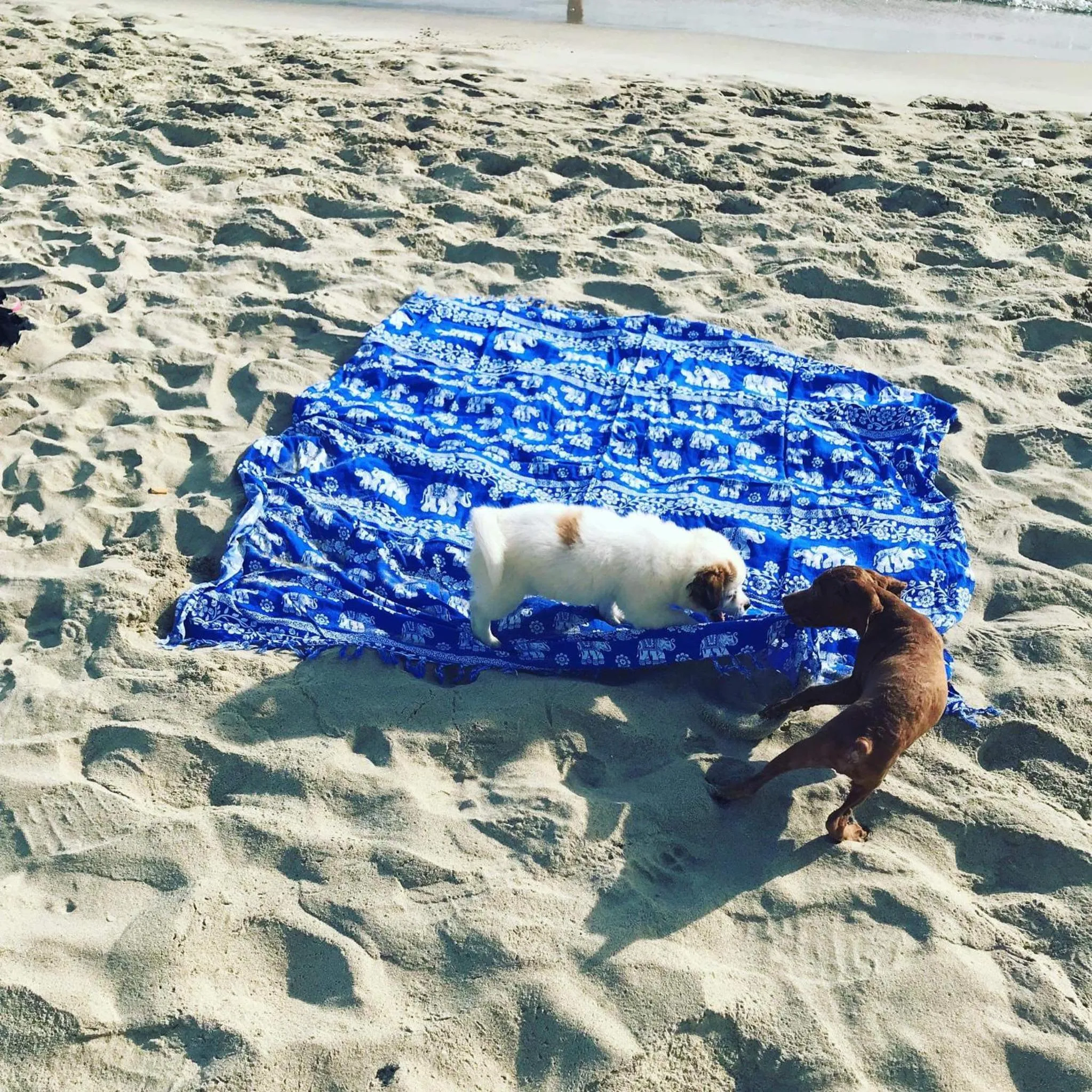 Under The Coconut Tree Hoi An