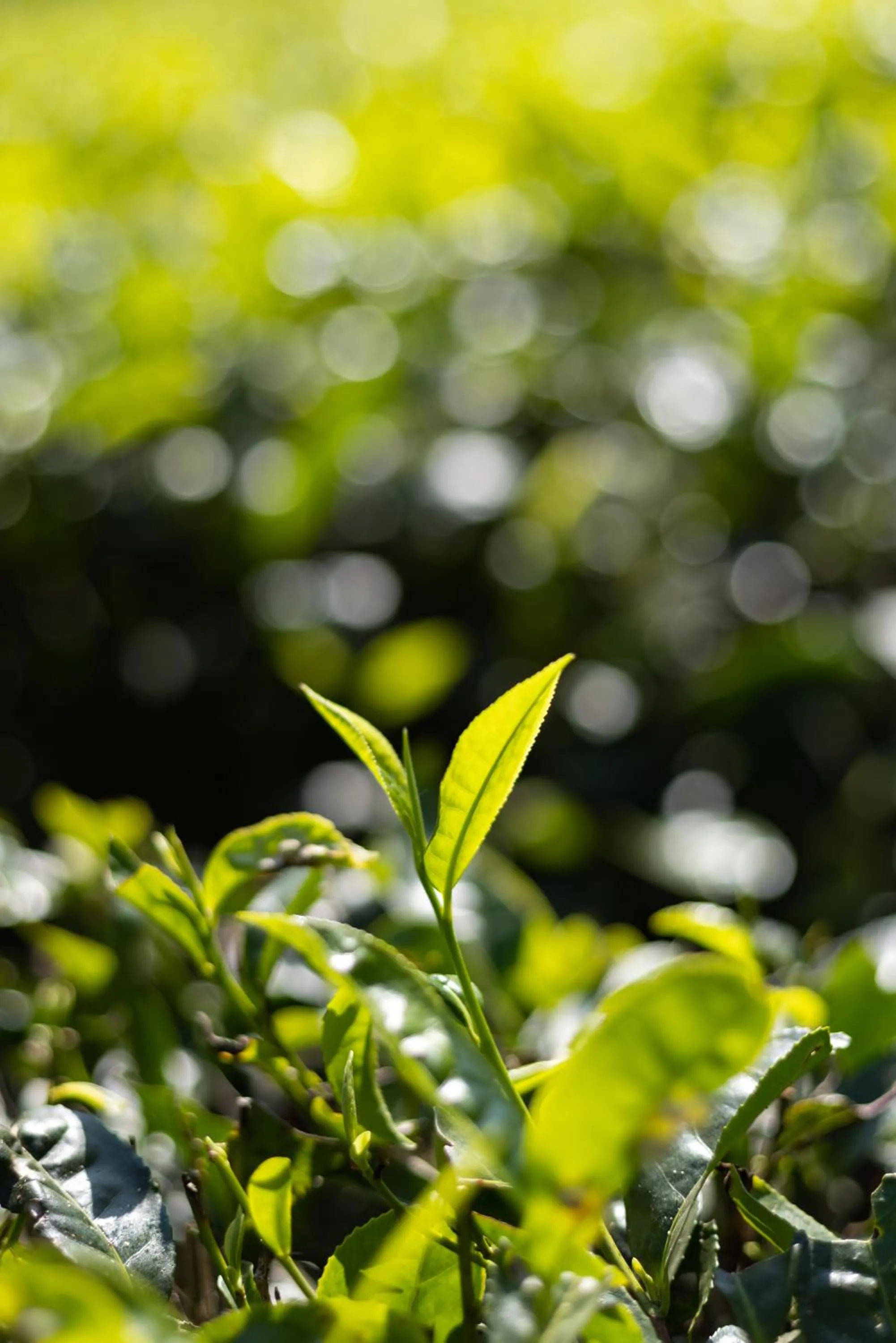 Garden view in Eterno Camellia & Elettaria Resort with Pool
