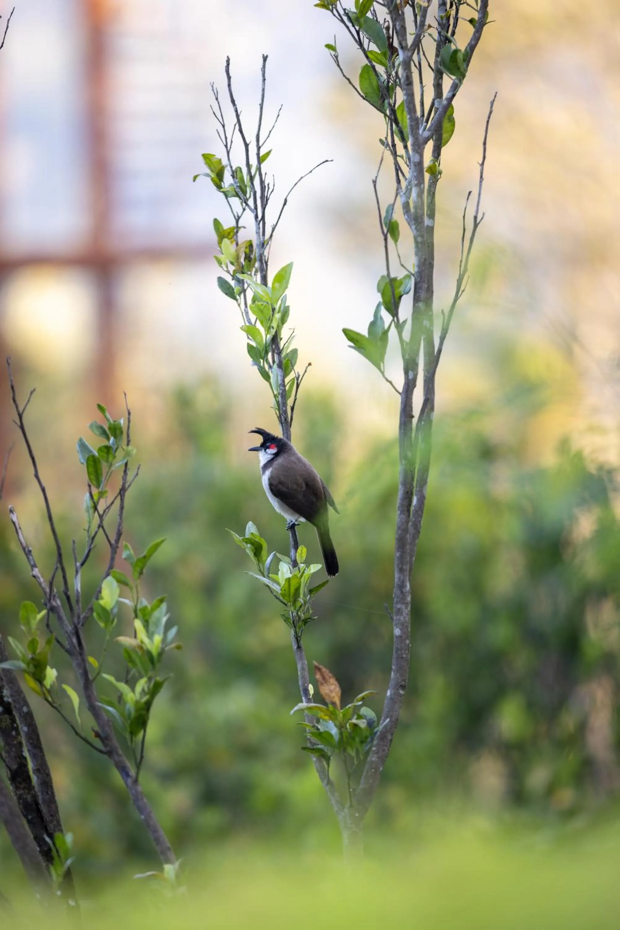 Animals in Eterno Camellia & Elettaria Resort with Pool
