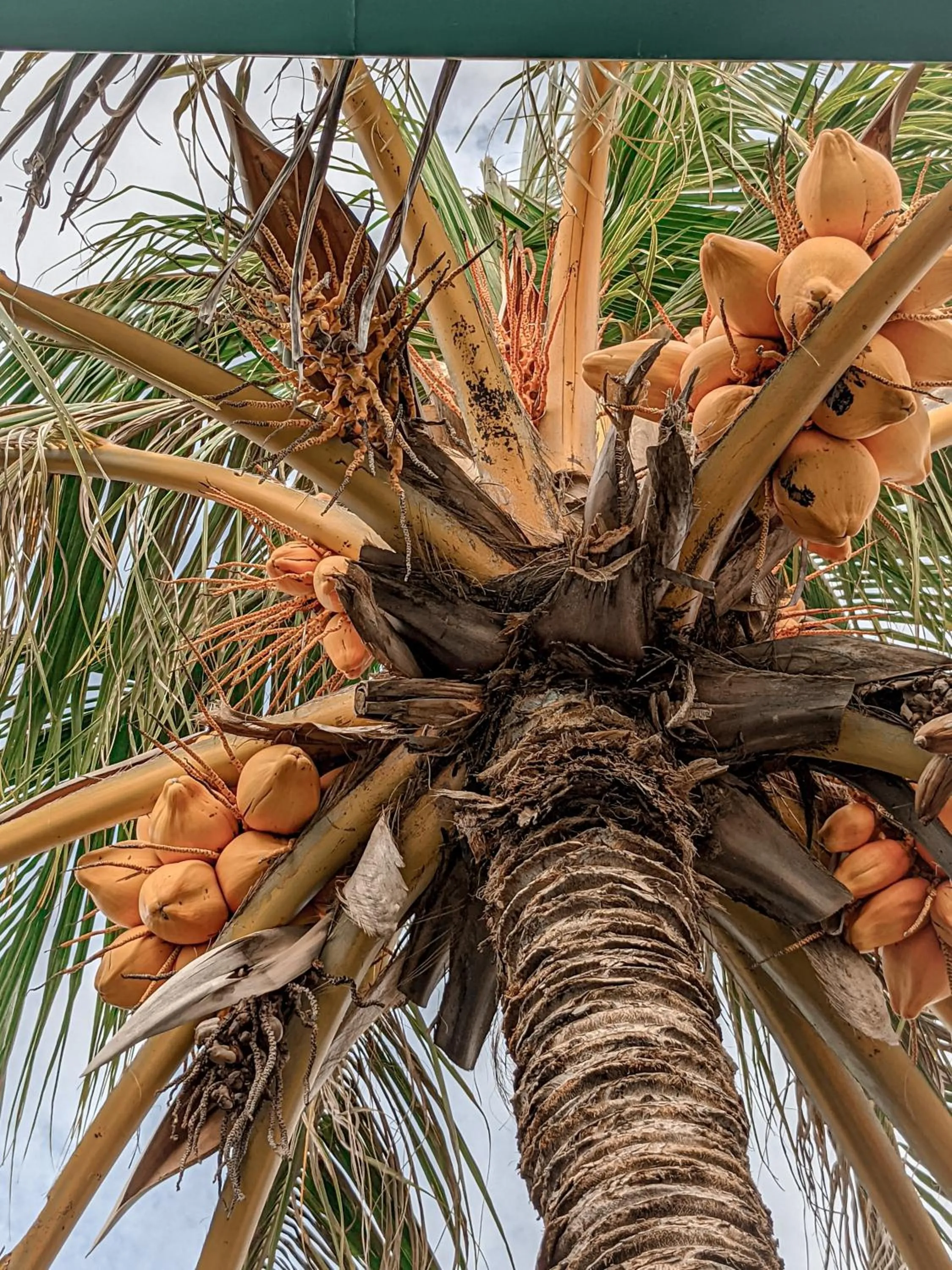 Garden in Dhoadhi Retreat