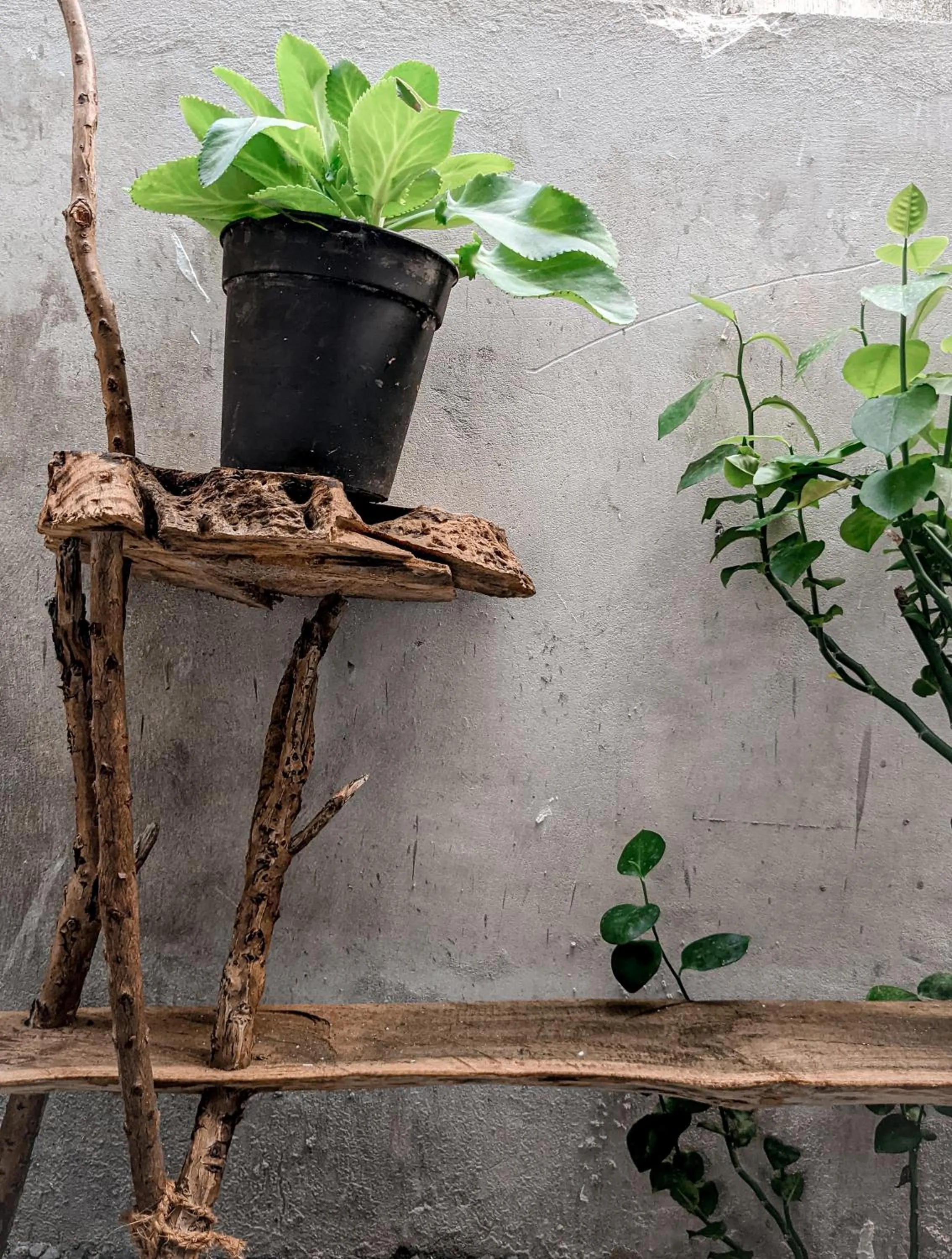 Garden in Dhoadhi Retreat