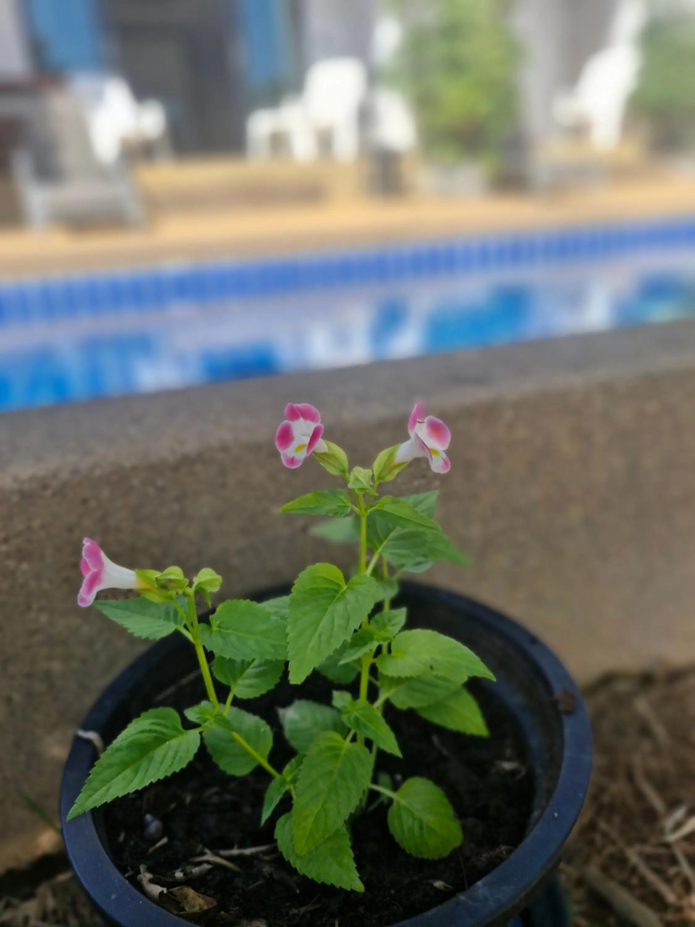 BEA Privileged Apartment