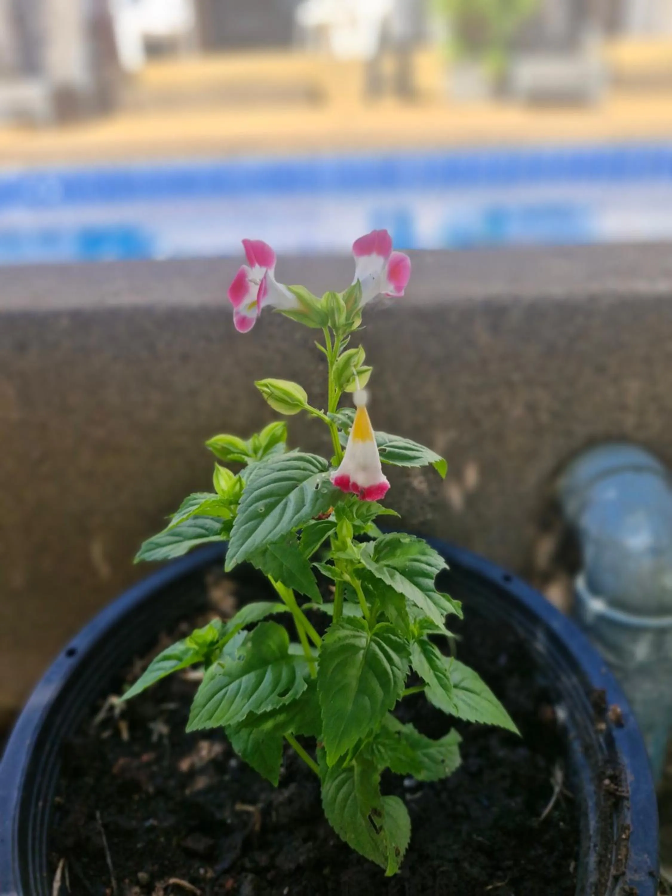 BEA Privileged Apartment