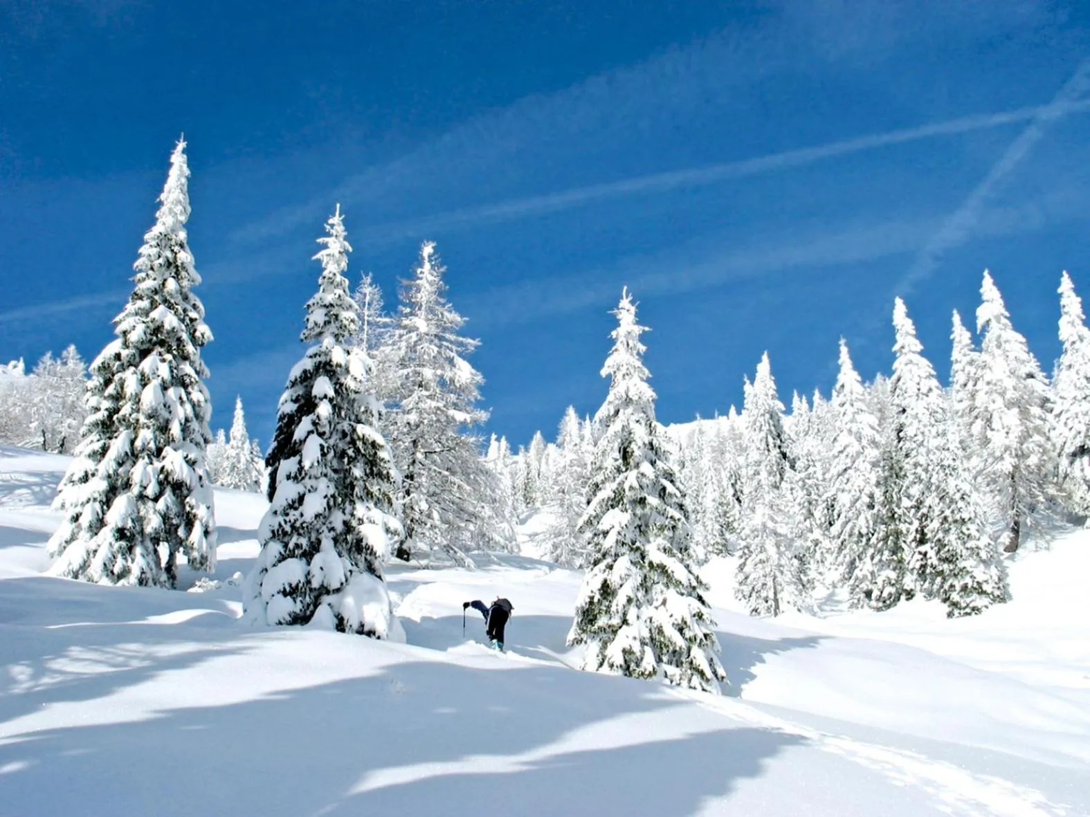 Winter in Nature Bio Hotel Elite