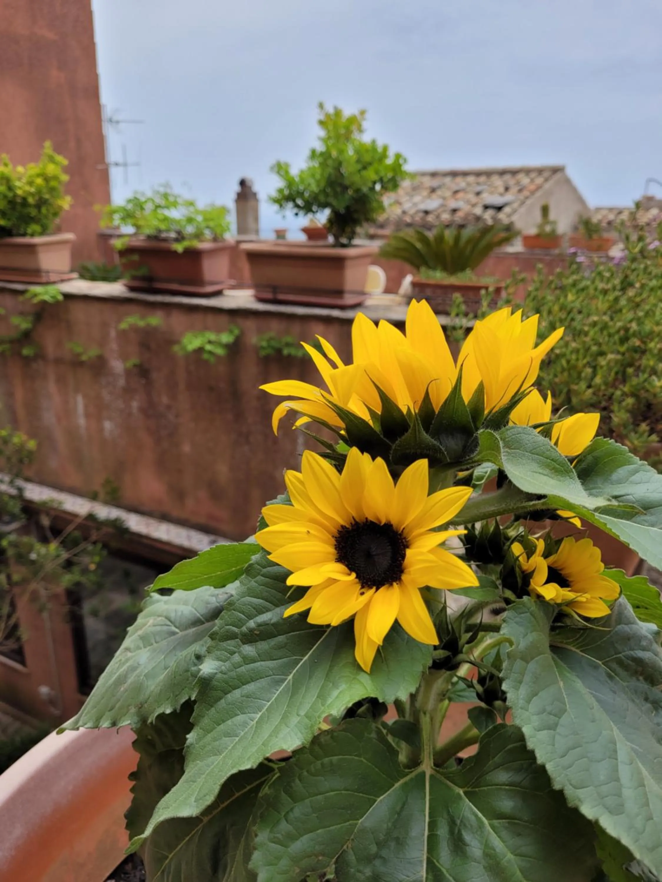 Balcony/Terrace in Hotel Elimo