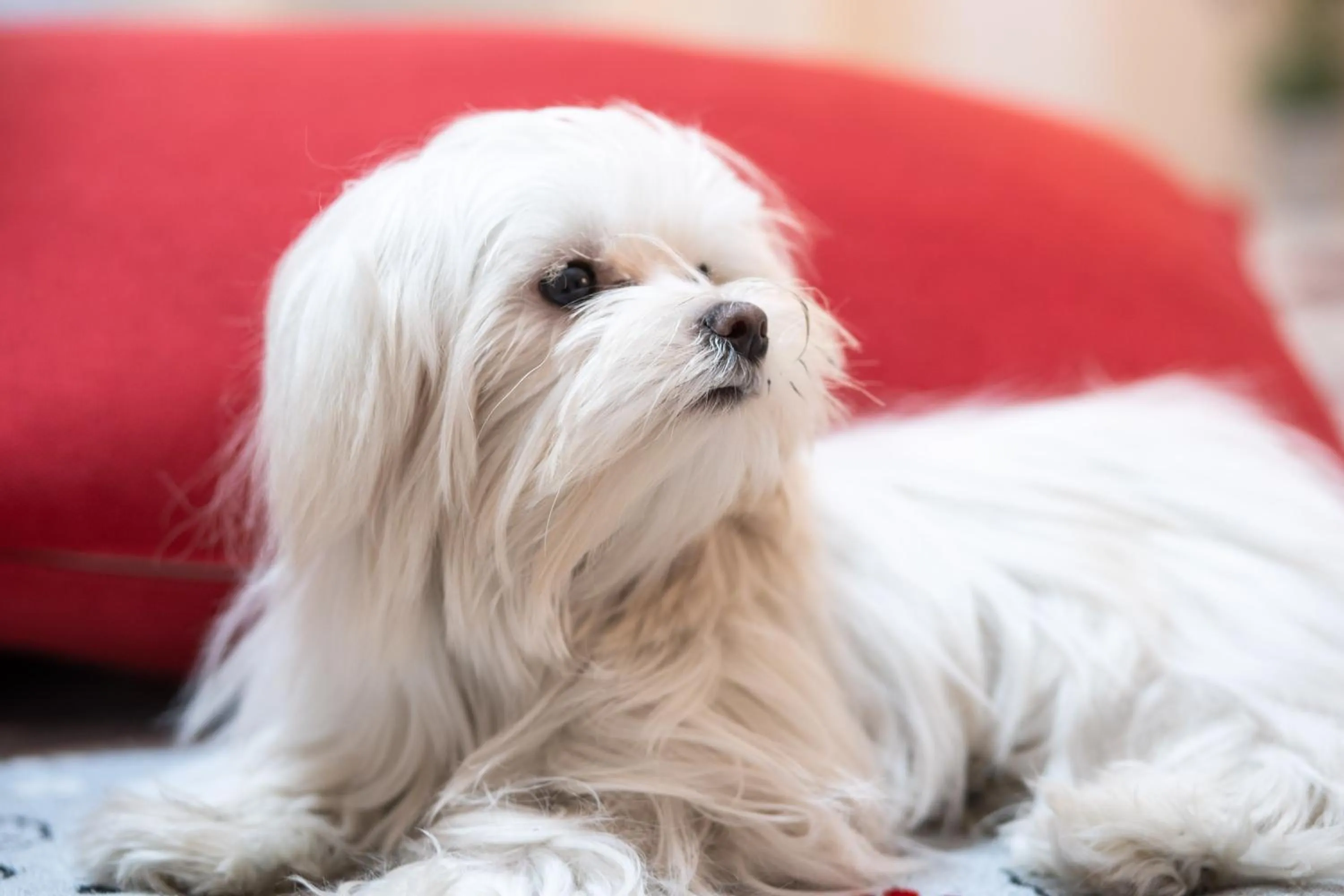 Pets in Auditorium Mecenate