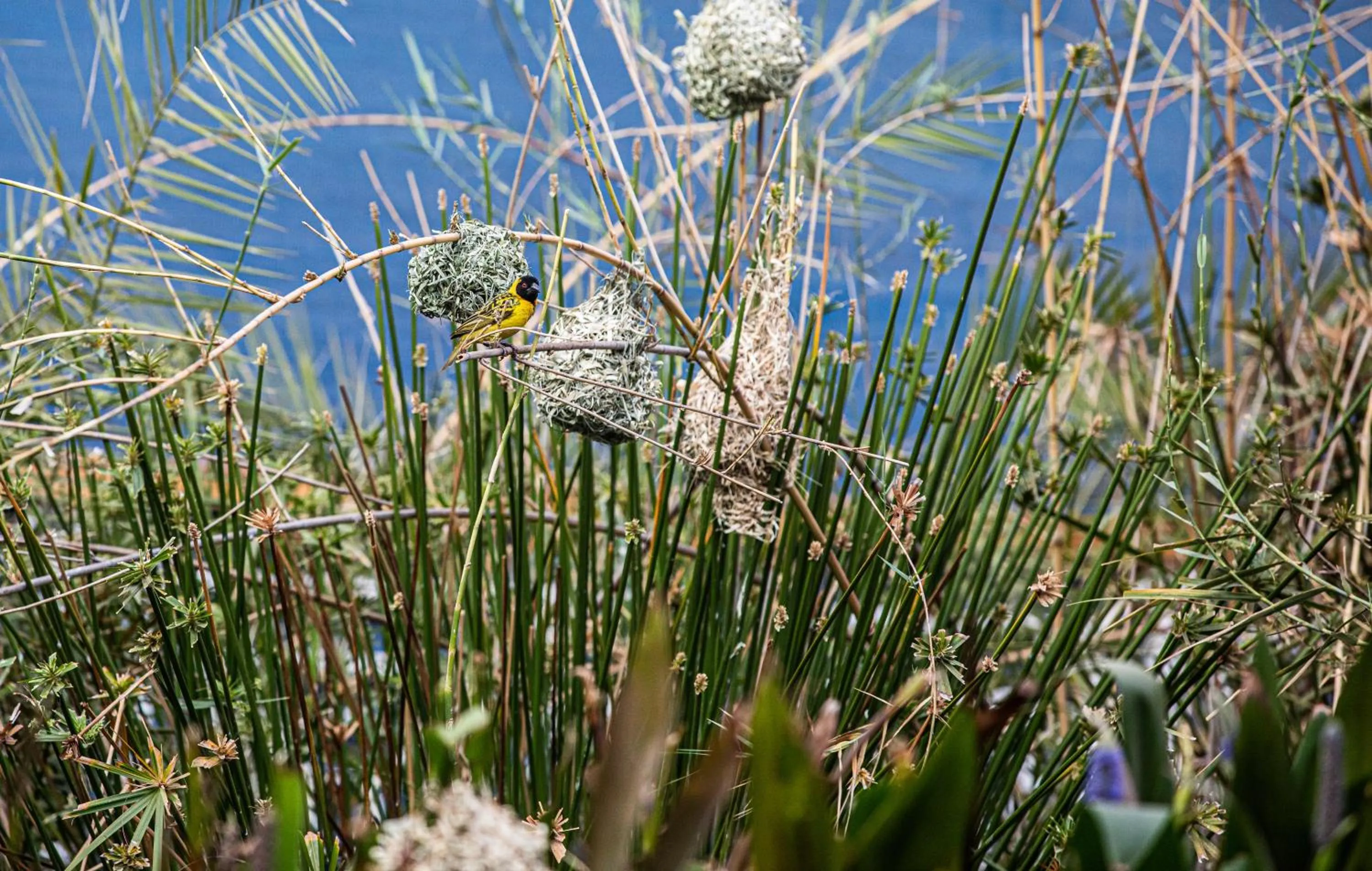 Animals in Southern Sun Ridgeway Lusaka