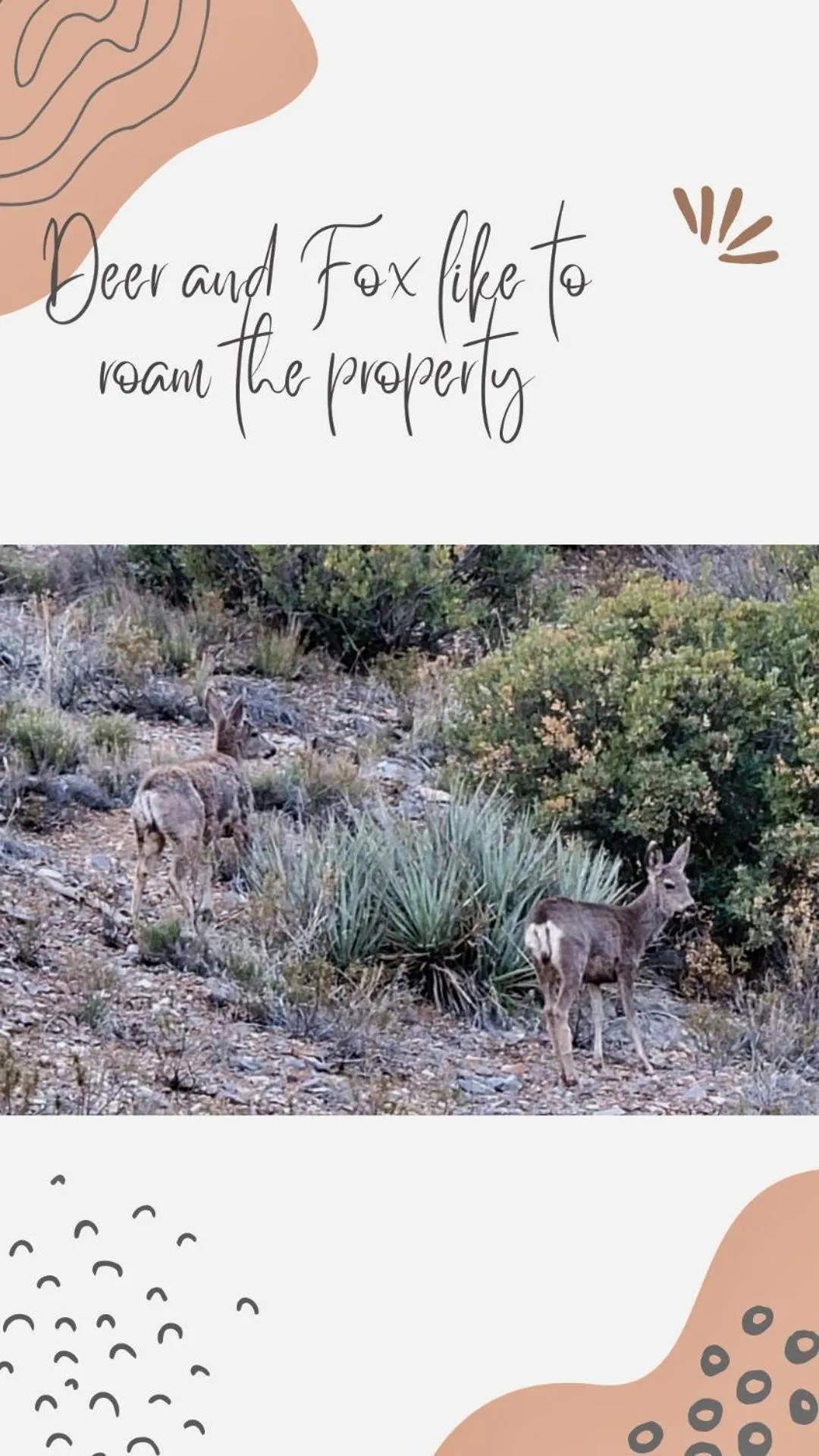 Garden in Sage Desert Dreams