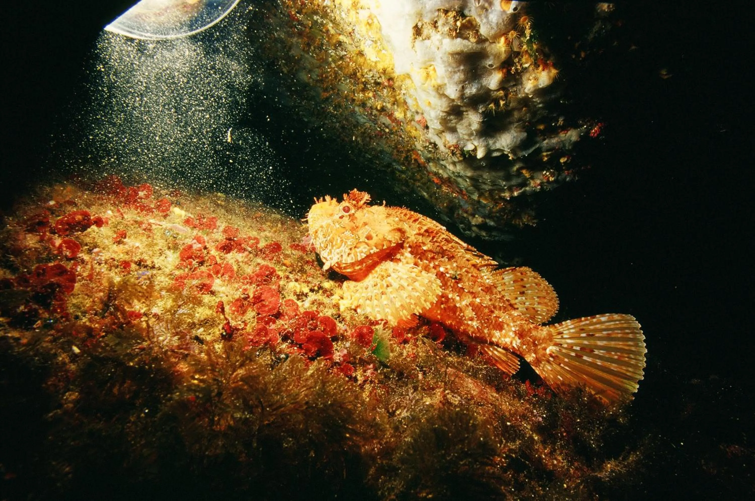 Diving in Hotel Domu Incantada