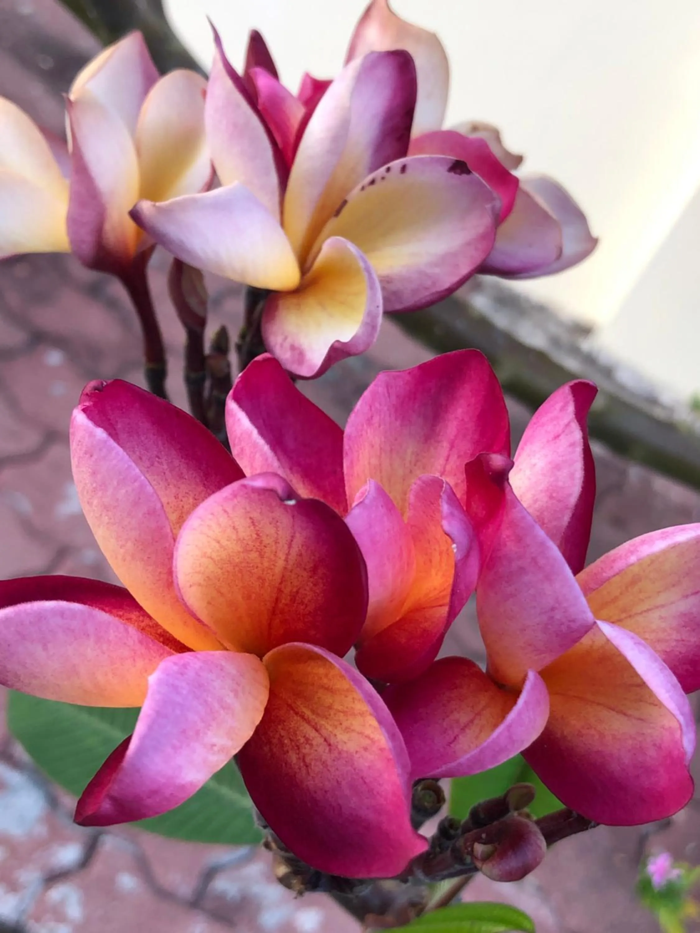 Garden in On The Mekong Resort
