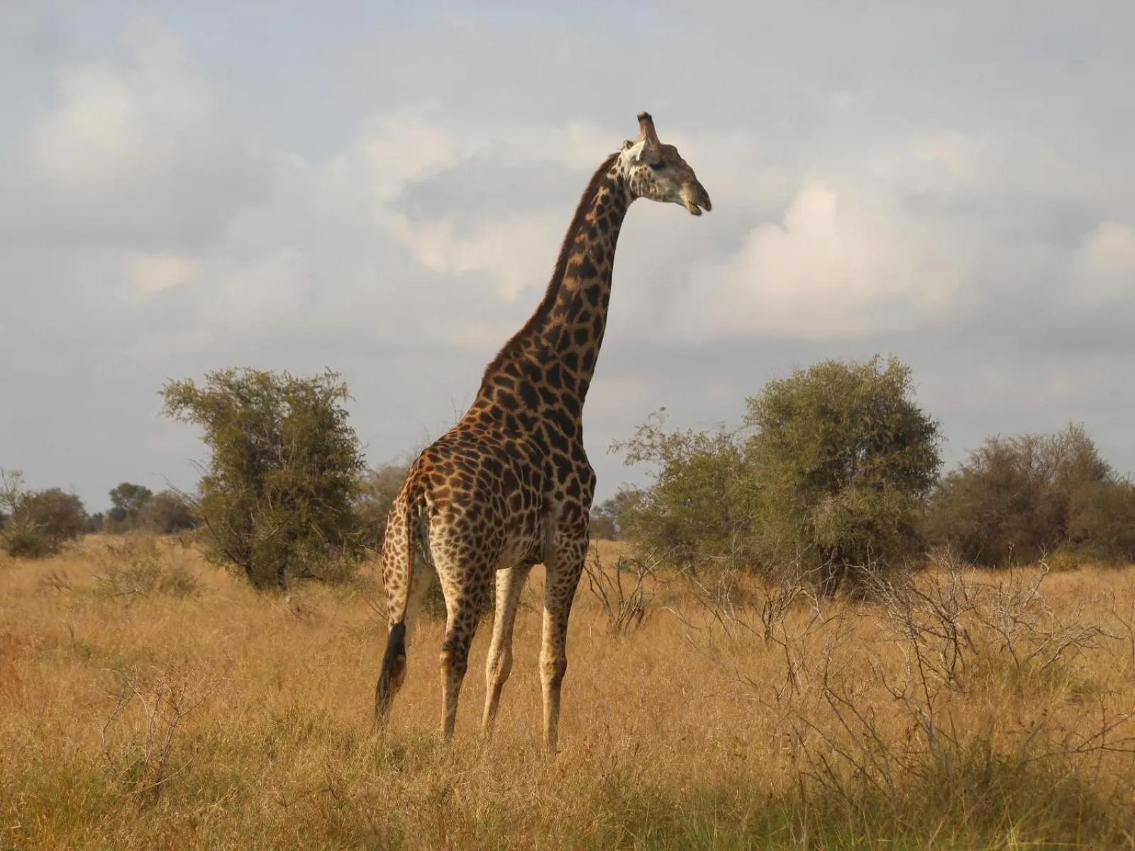 Nearby landmark in Masorini Bush Lodge & Safari Tents