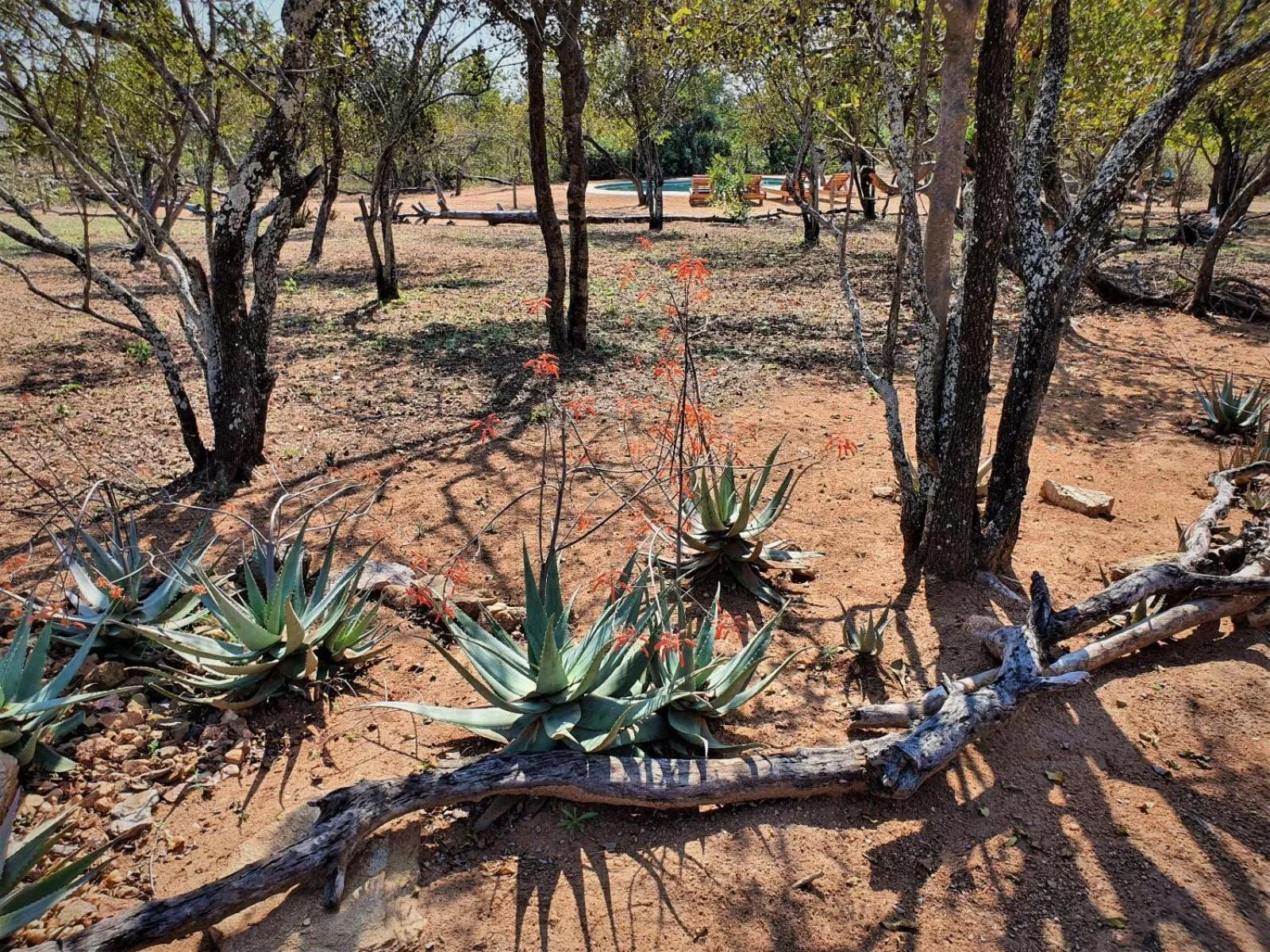 Garden in Masorini Bush Lodge & Safari Tents