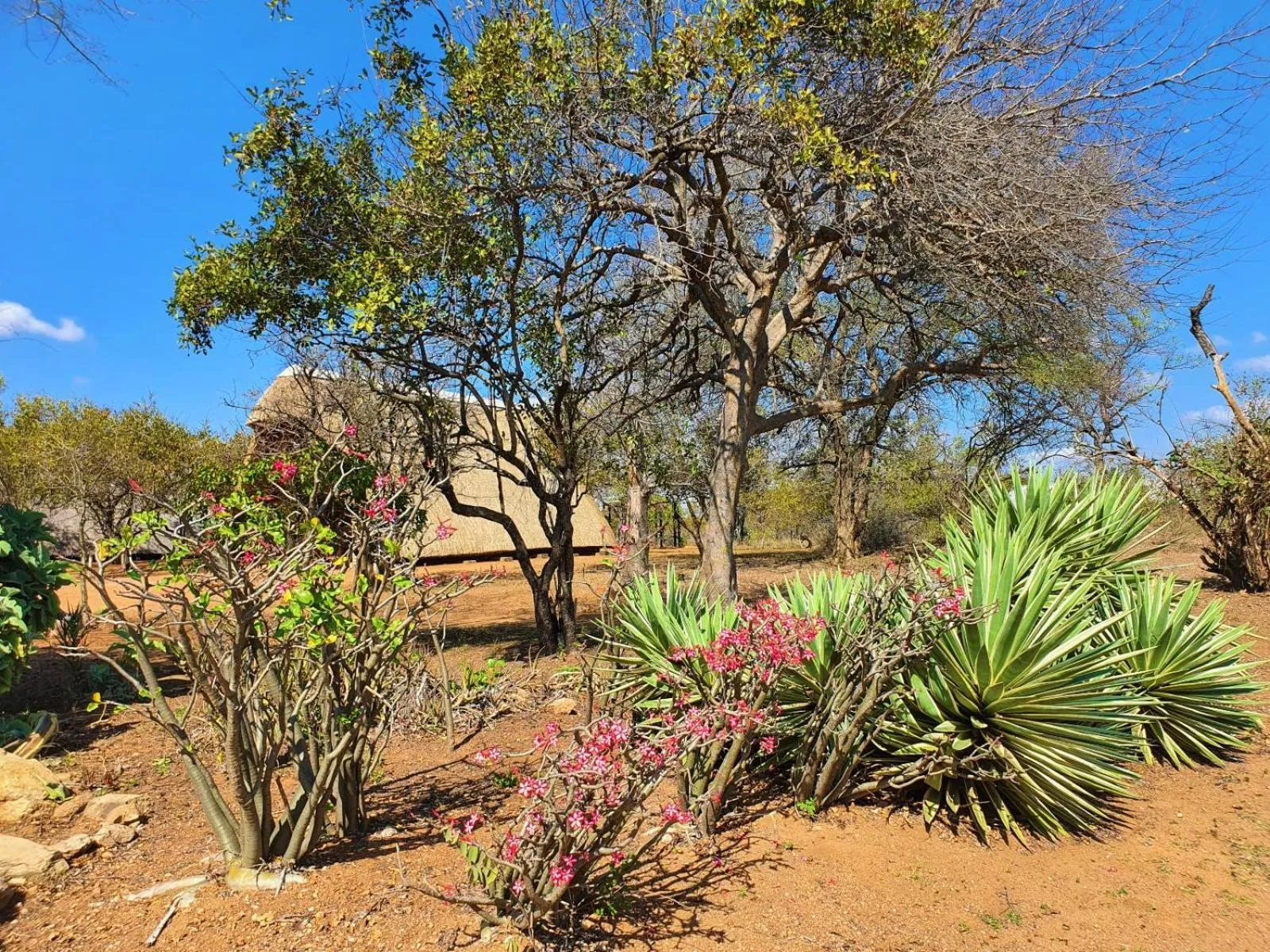 Garden in Masorini Bush Lodge & Safari Tents