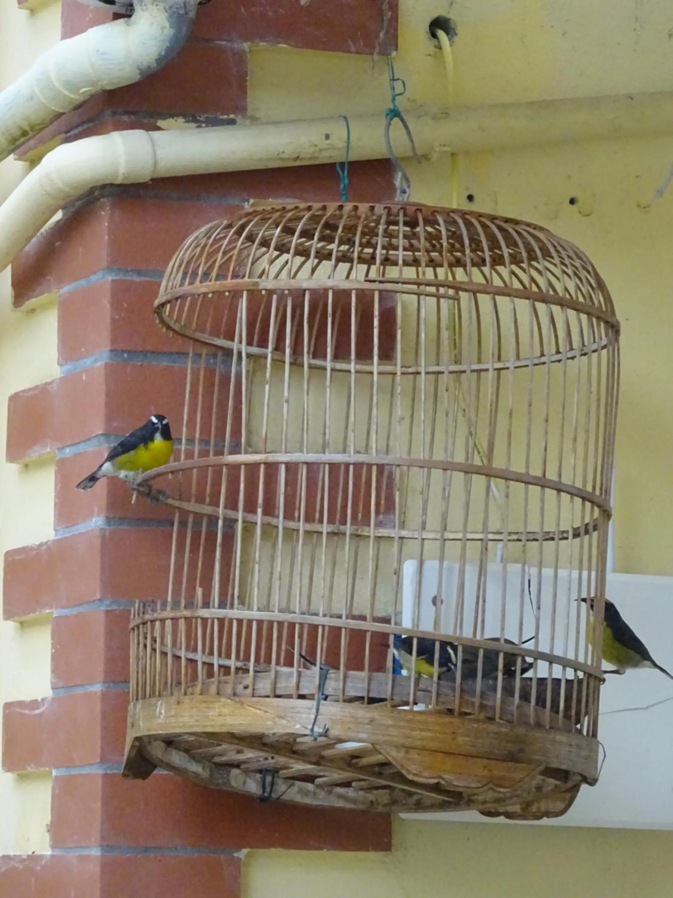 Pets in Les Créolines