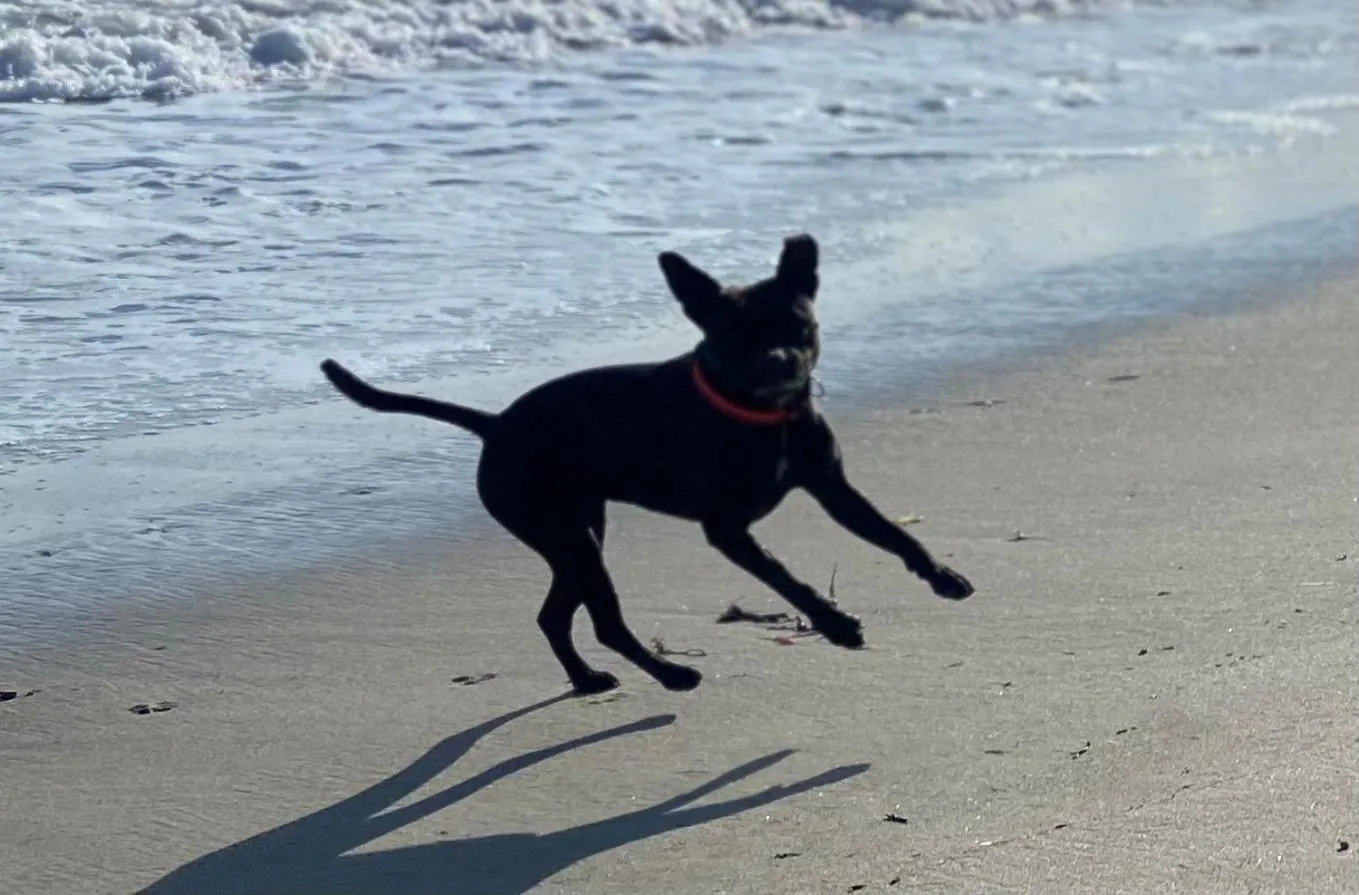 pet friendly in Résidence Ti An Amiral