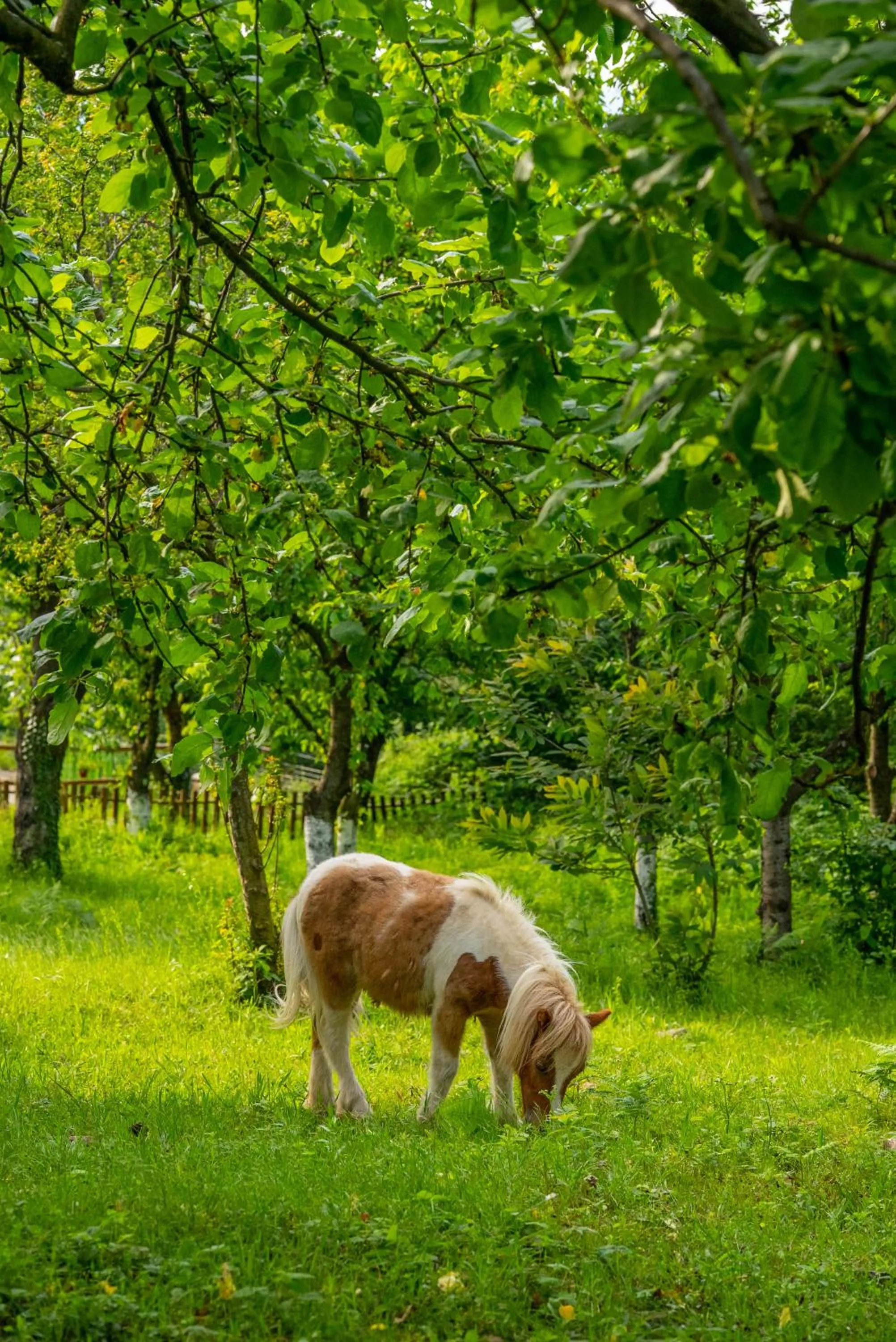 Alya Kartepe Villa Hotel