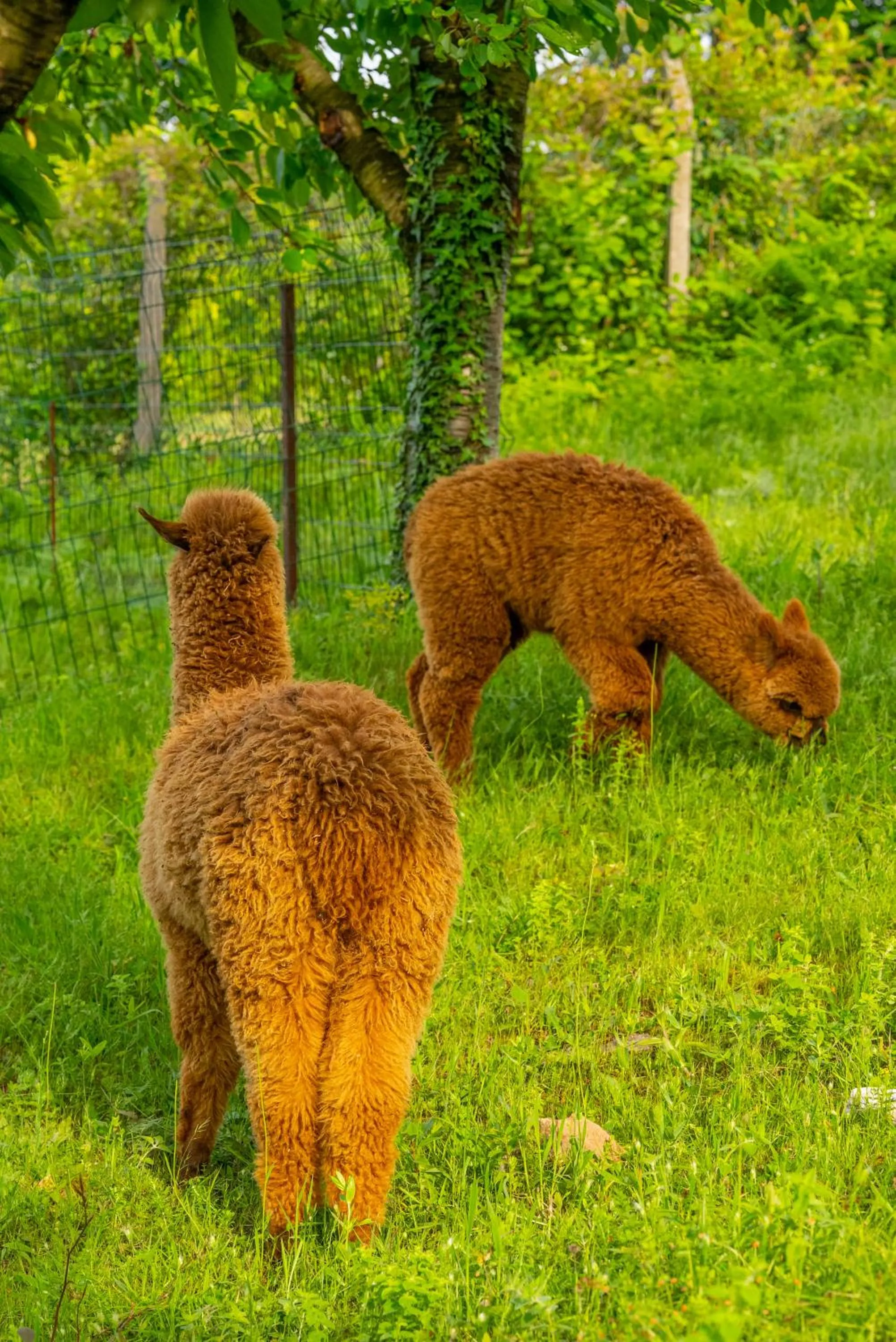 Alya Kartepe Villa Hotel