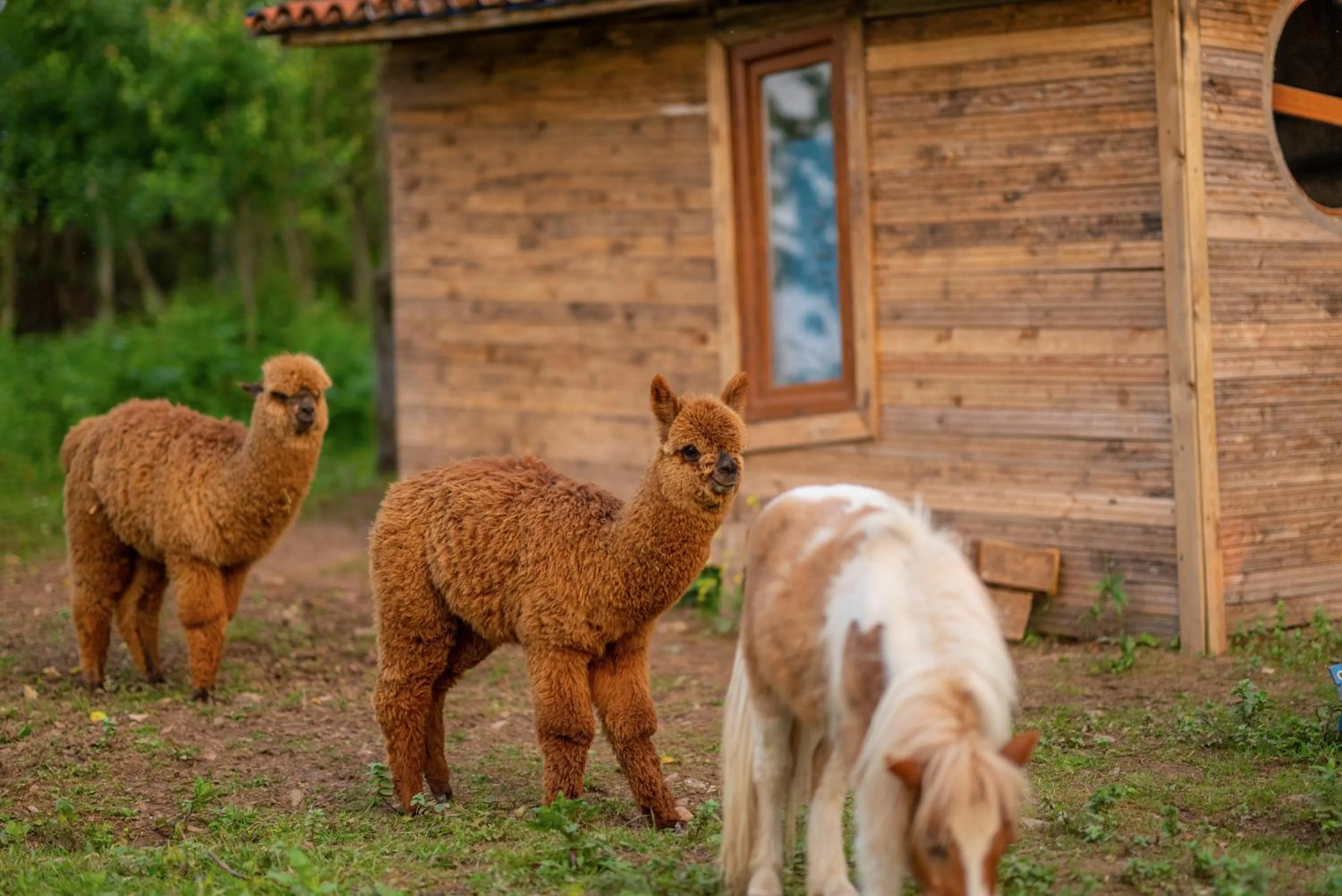 Alya Kartepe Villa Hotel