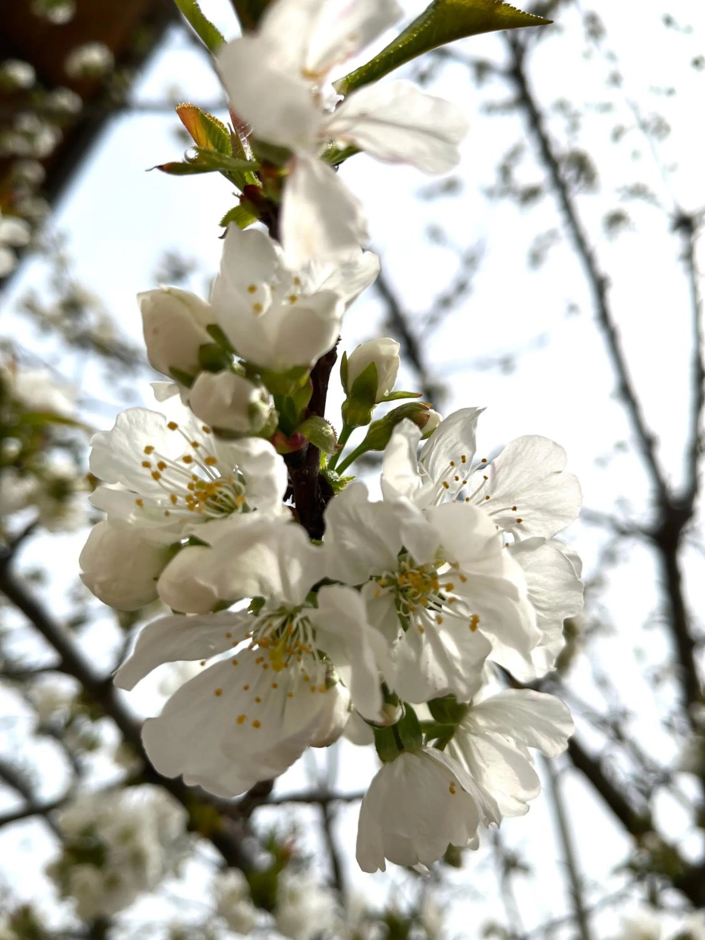 Garden in Hotel La Torretta