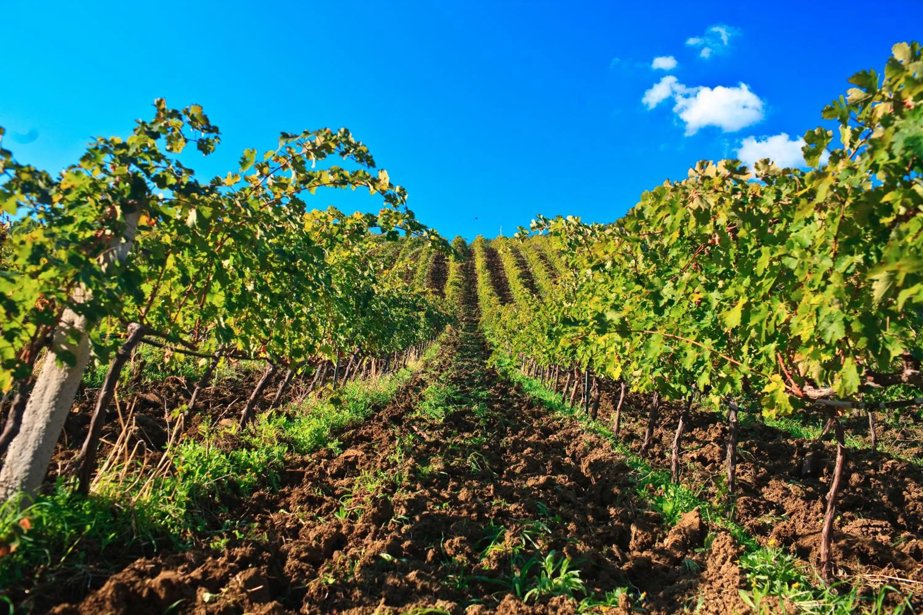 Natural landscape in Relais Abbazia Santa Anastasia Resort & Winery