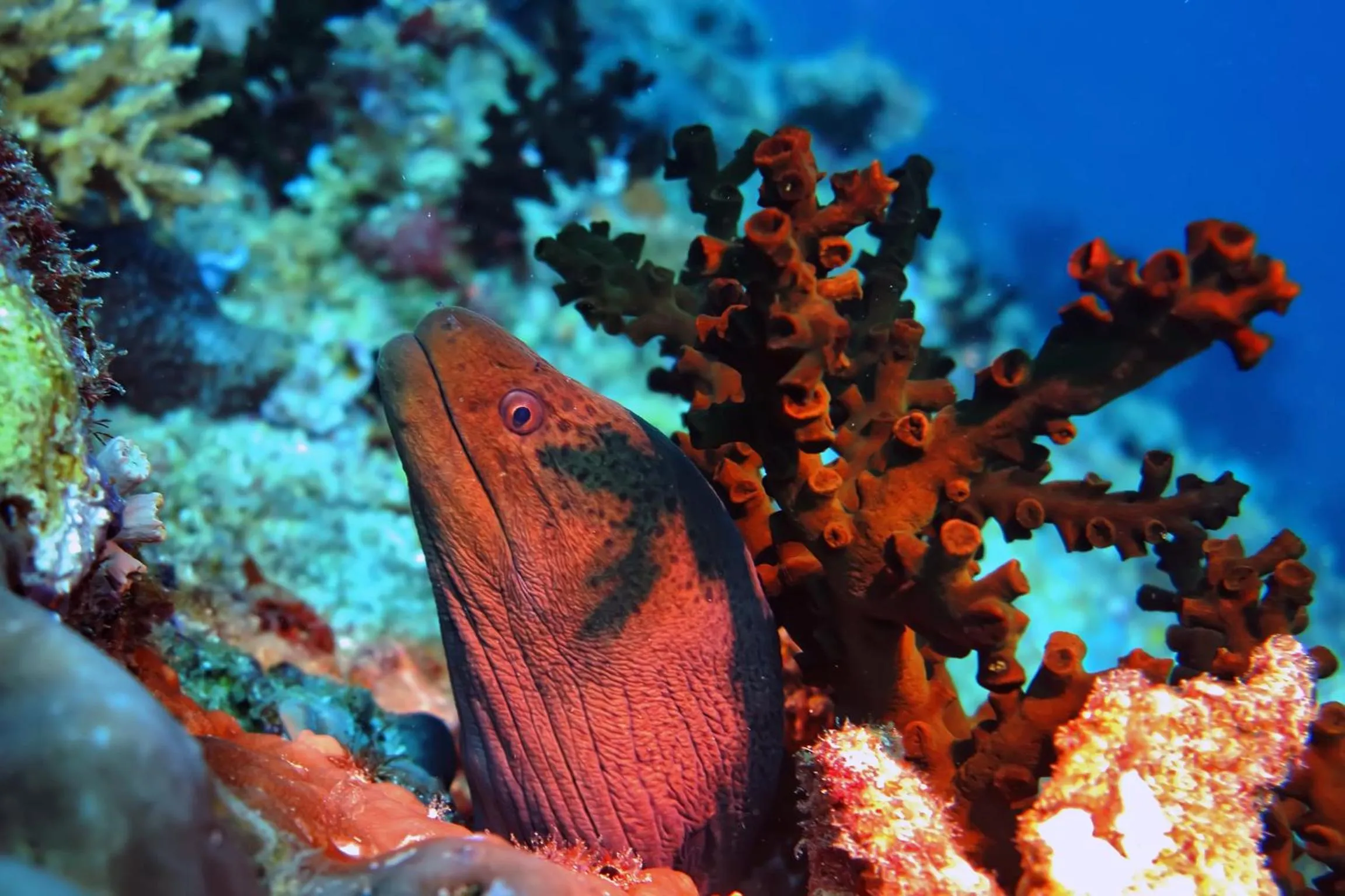 Diving in Kaani Village & Spa