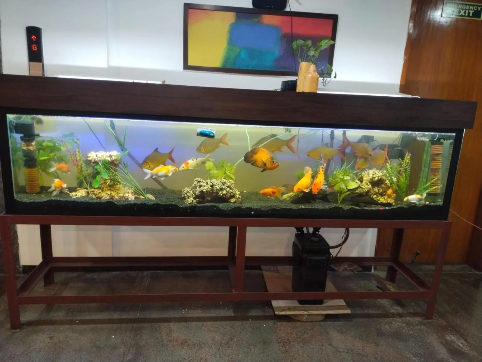 Animals in The Townhall (Unit of Prohotel)