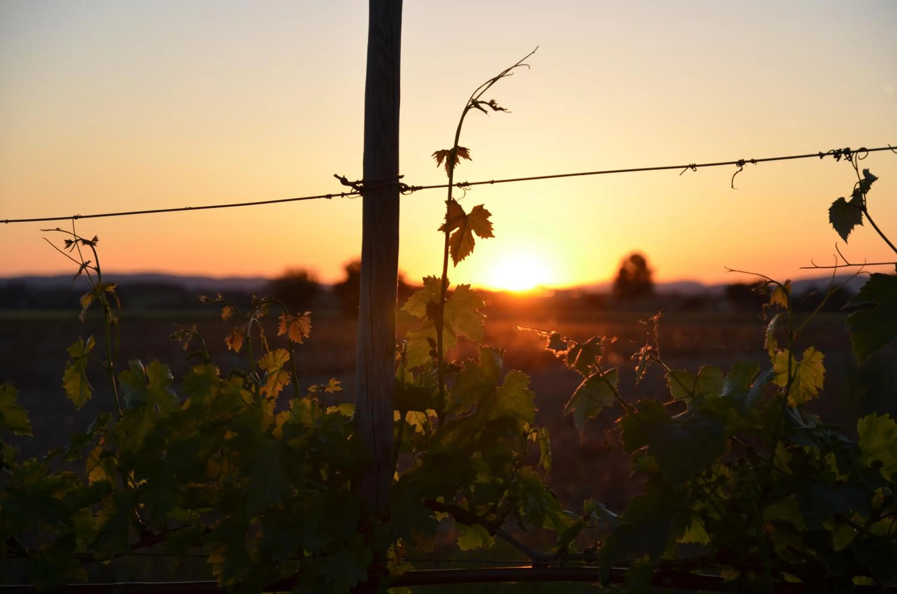 Natural landscape in Cortona Resort-Le Terre Dei Cavalieri