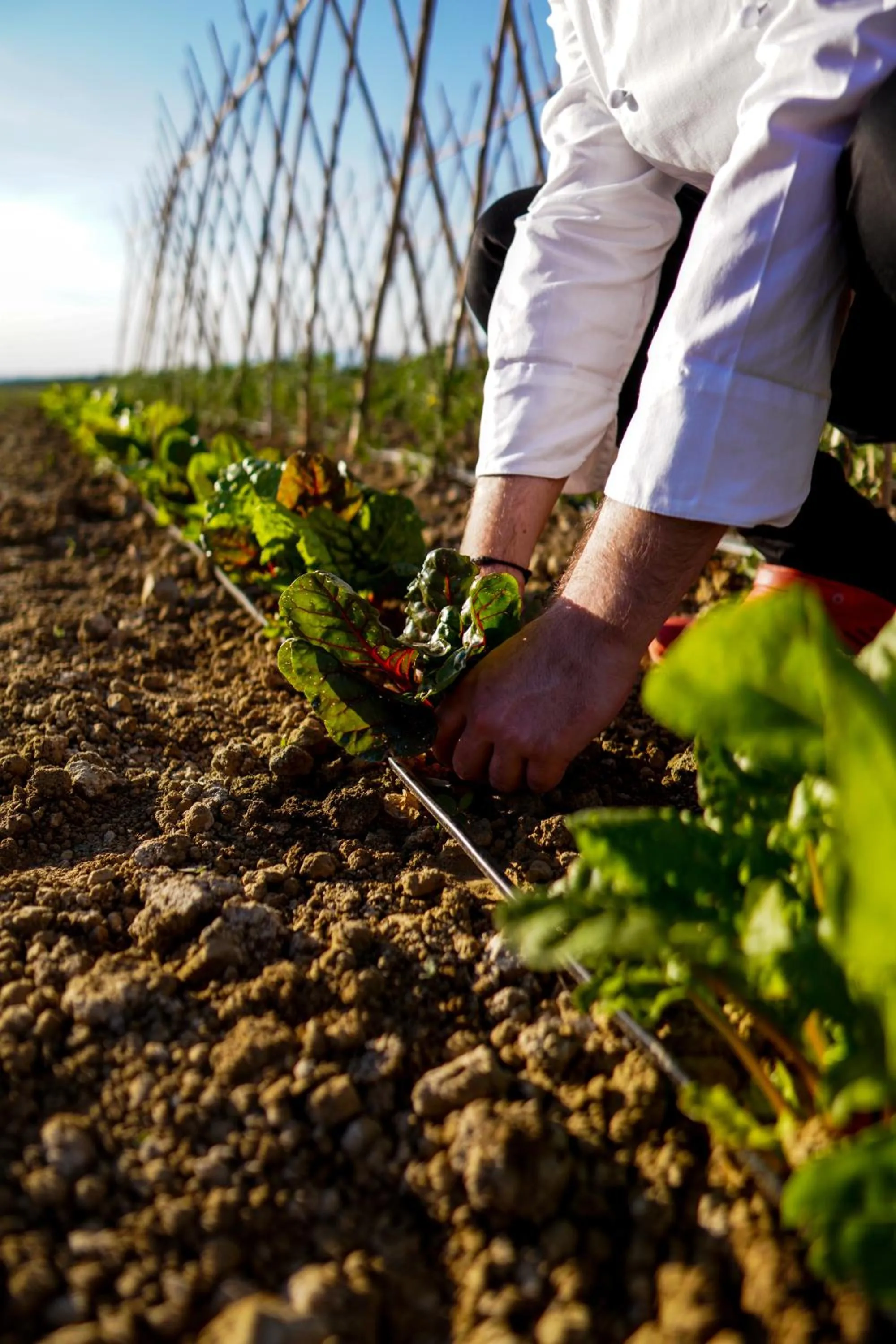 Restaurant/places to eat in Cortona Resort-Le Terre Dei Cavalieri