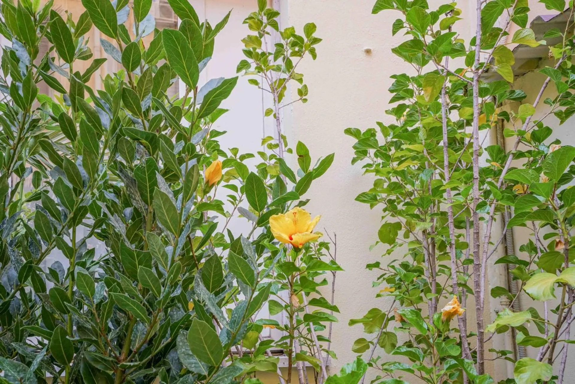 Garden in Hotel St. Moritz