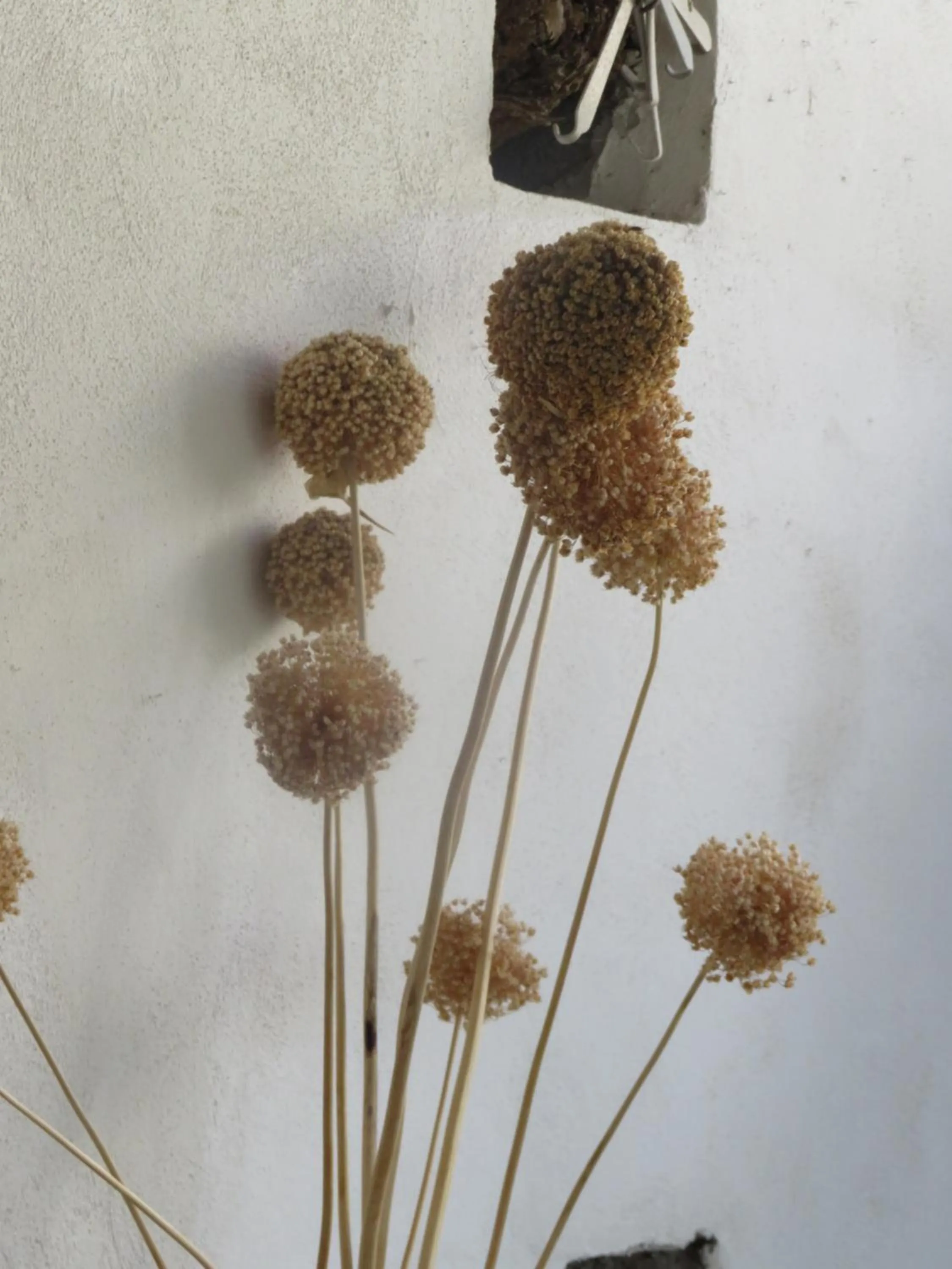 Decorative detail in Clori Gaeta