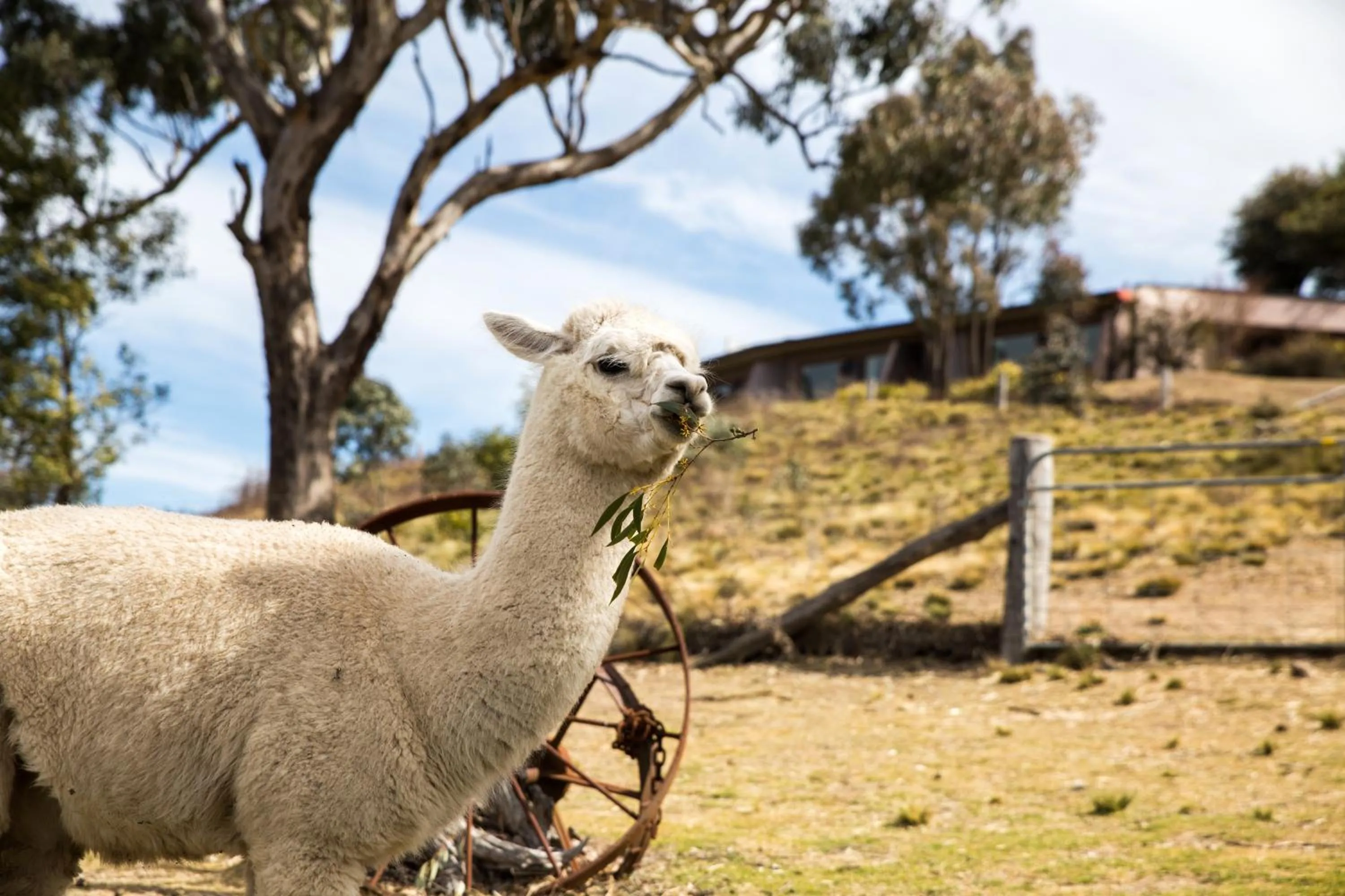 Garden in Eagle View Escape