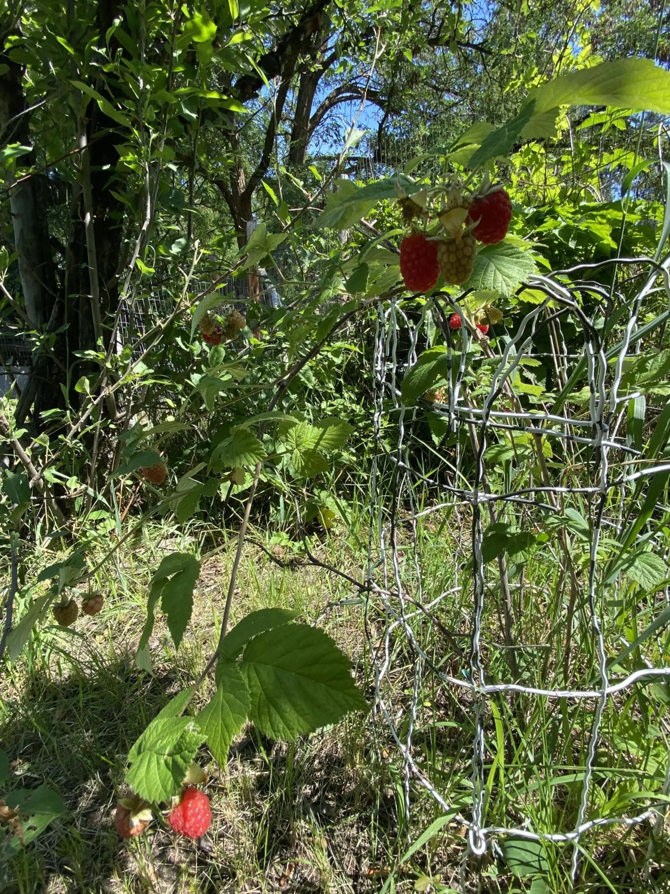 Garden in Columbia Point Resort