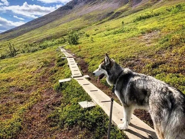 Sonfjällsgårdens Wärdshus & Hotell