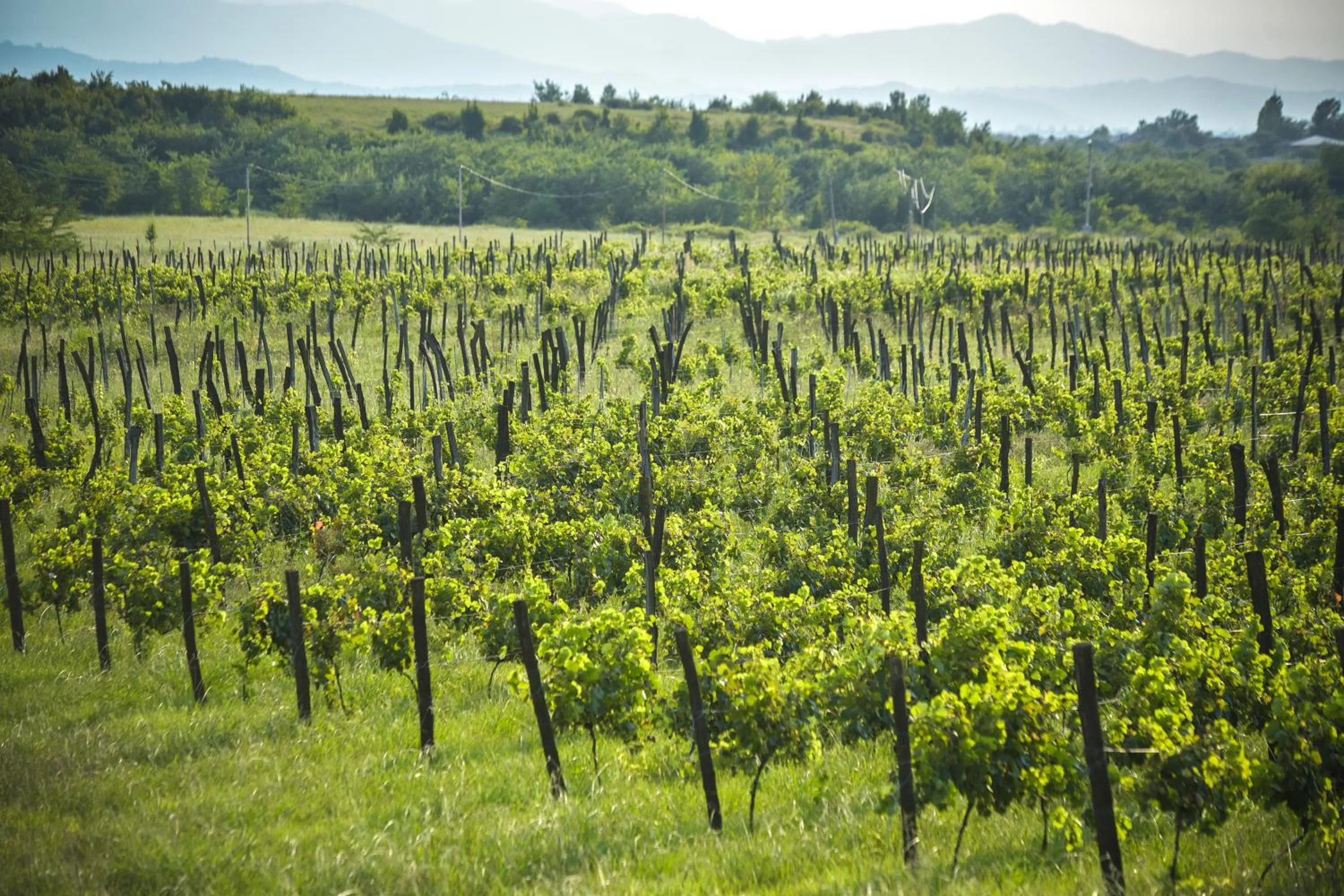 View (from property/room) in Chateau Vartsikhe