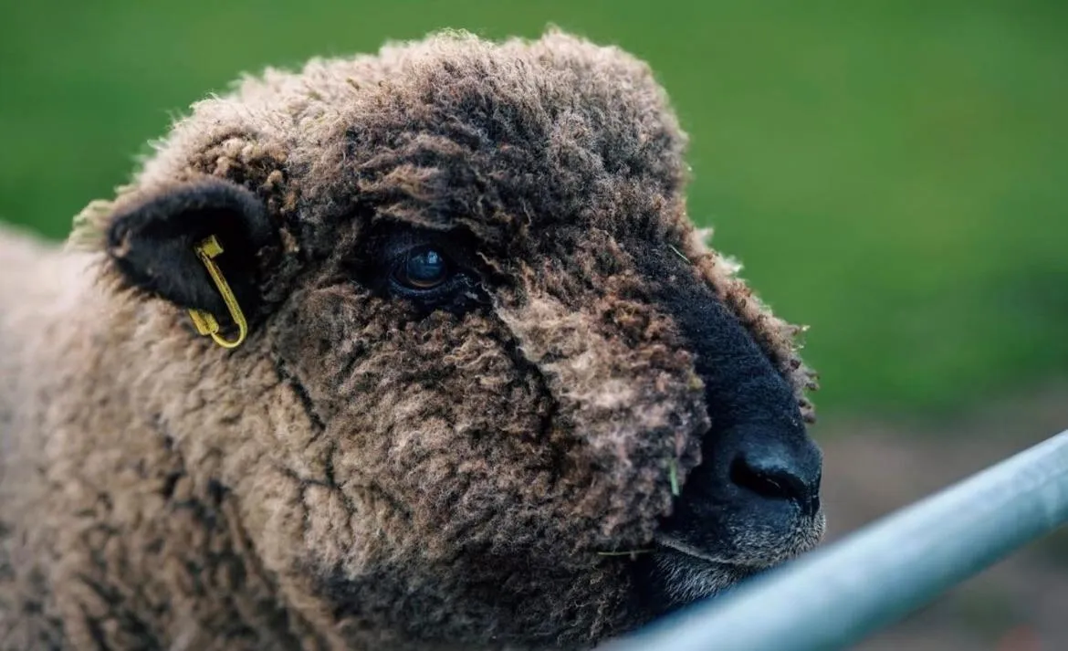 Property building in Robin Hood Safari Tent