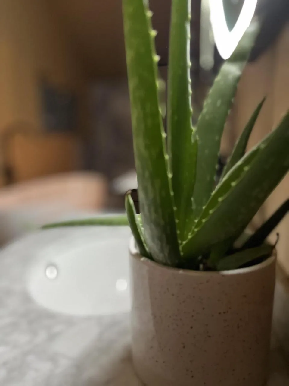 Other in Robin Hood Safari Tent