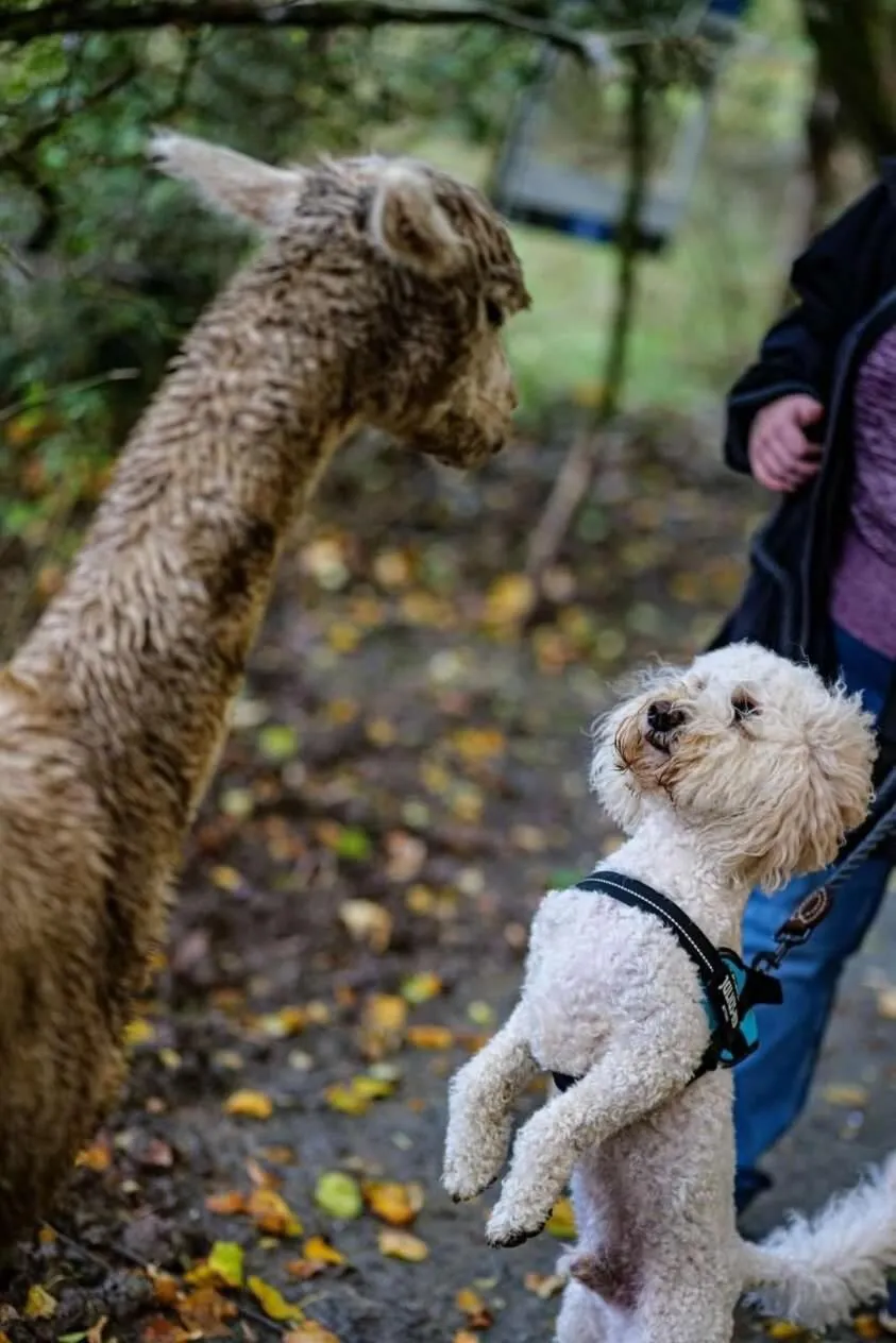Property building in Robin Hood Safari Tent