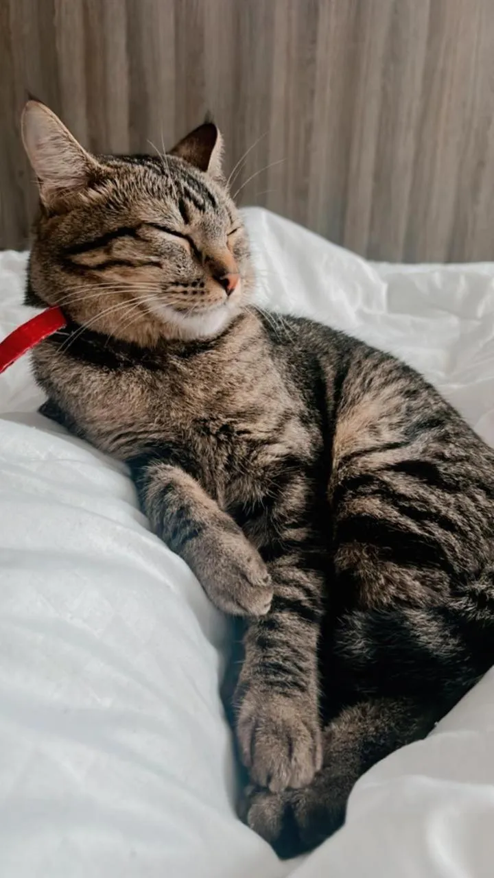 Pets in Hotel Valerim Itajaí / Navegantes