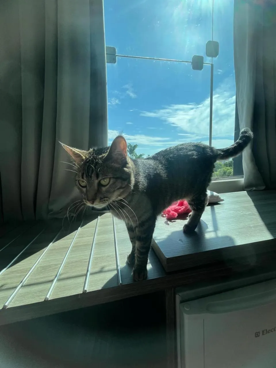 Pets in Hotel Valerim Itajaí / Navegantes