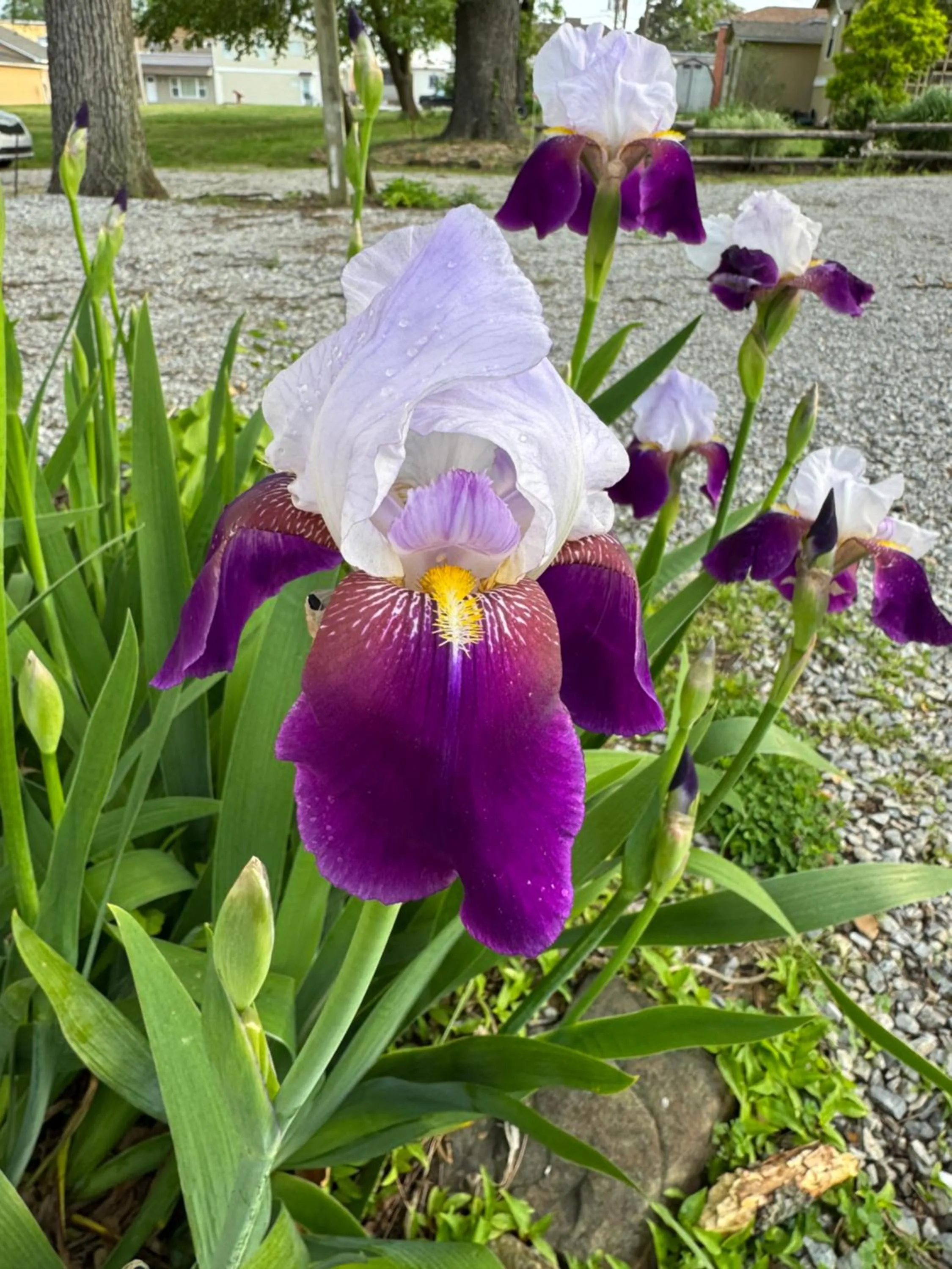 Garden view in Ozark Country Inn