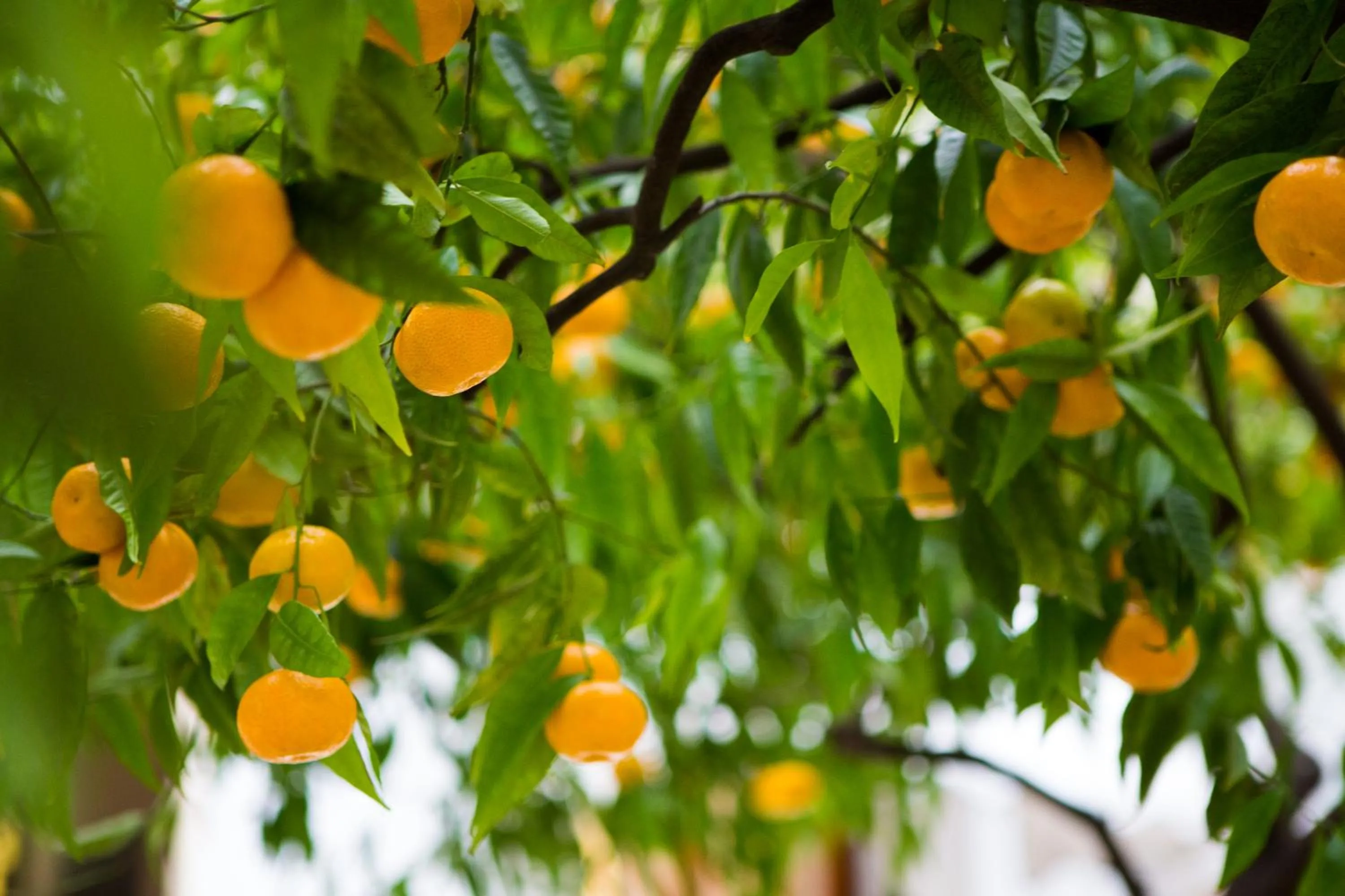 Garden in Hotel Villa Gloria