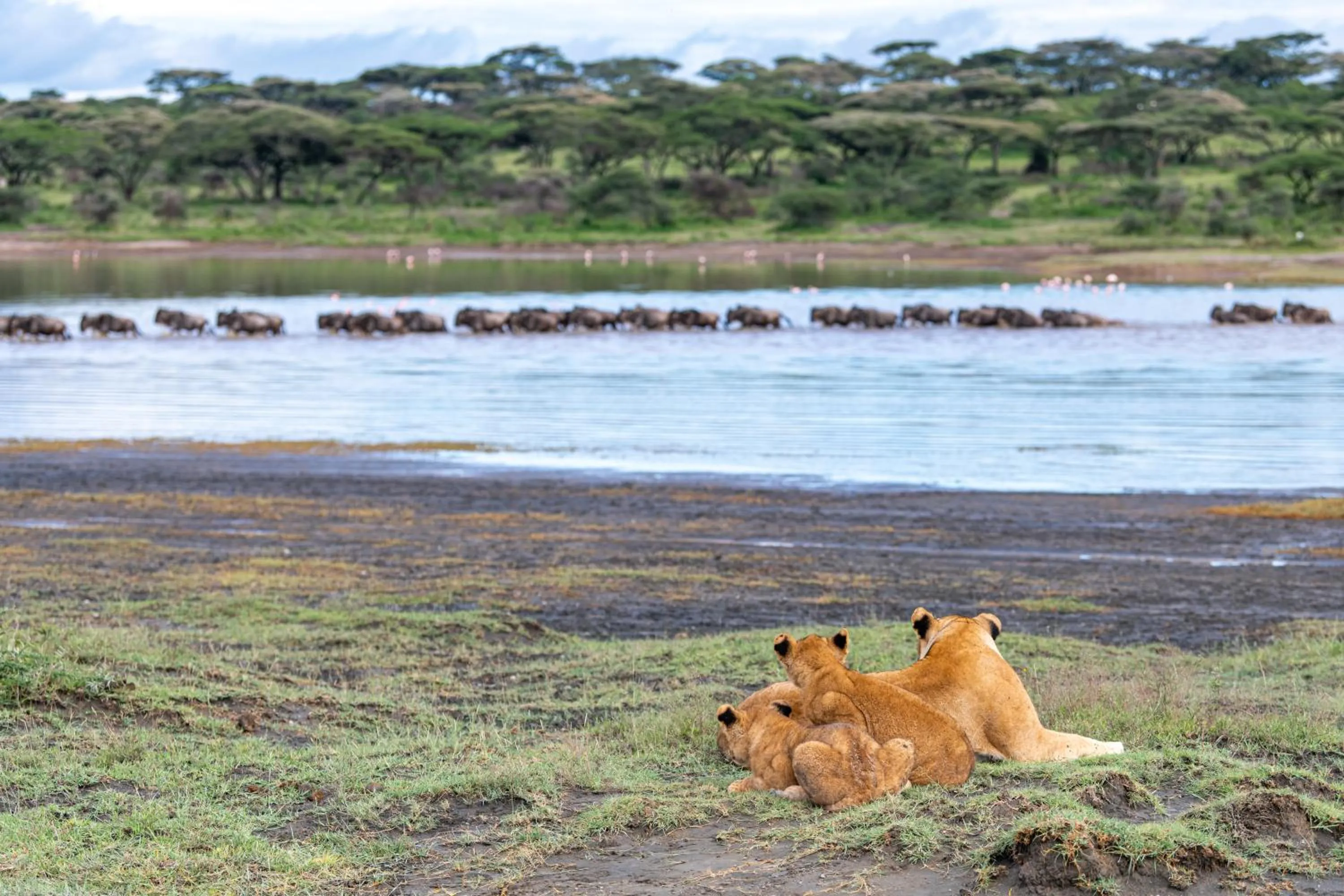 Natural landscape in Africa Safari South Serengeti Ndutu Ngorongoro
