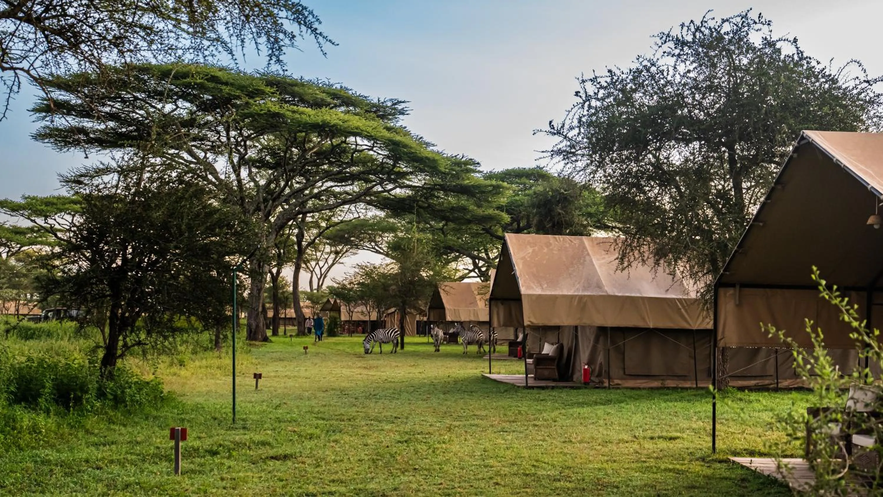 Animals in Africa Safari South Serengeti Ndutu Ngorongoro