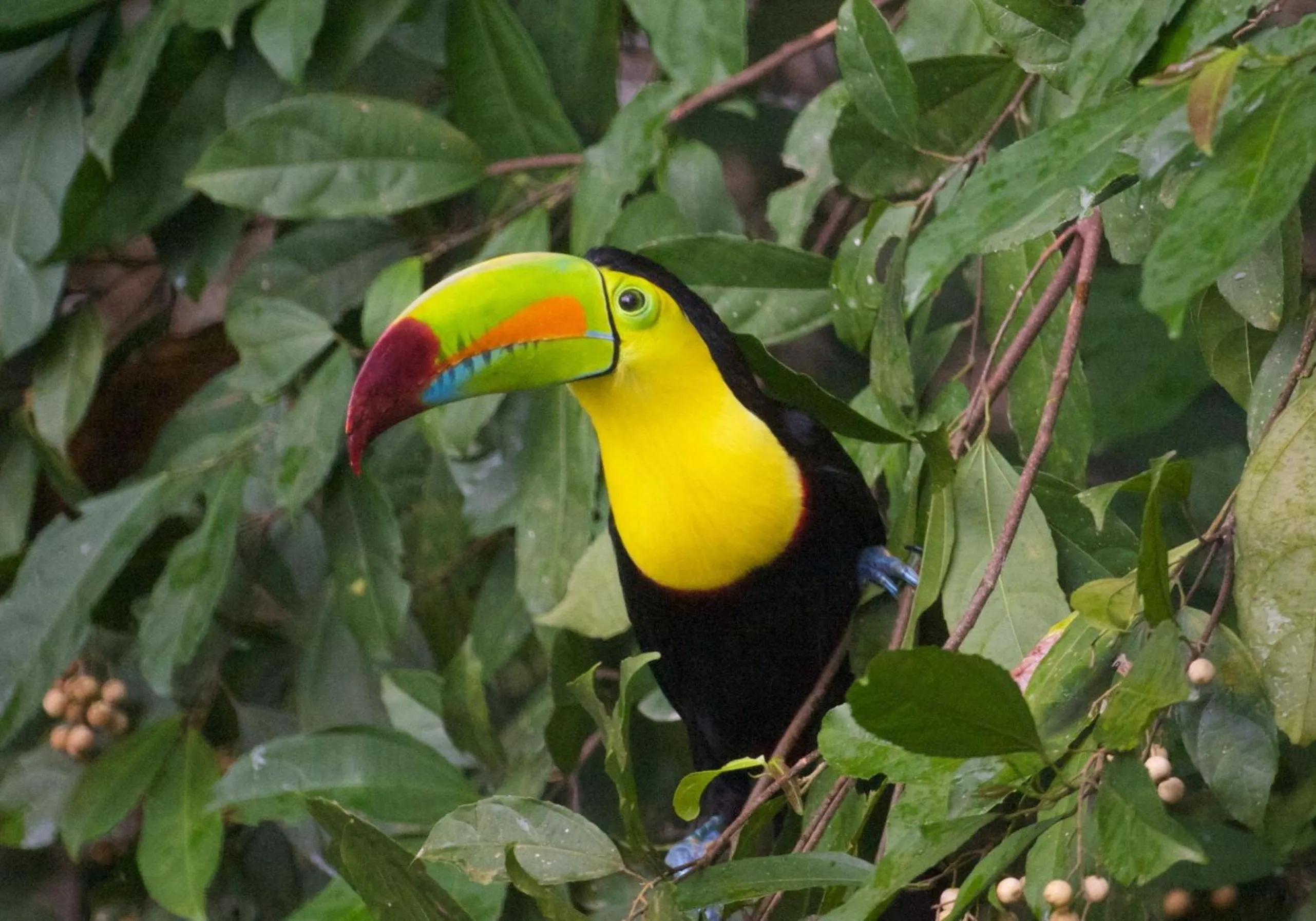 Animals in Villas Pico Bonito