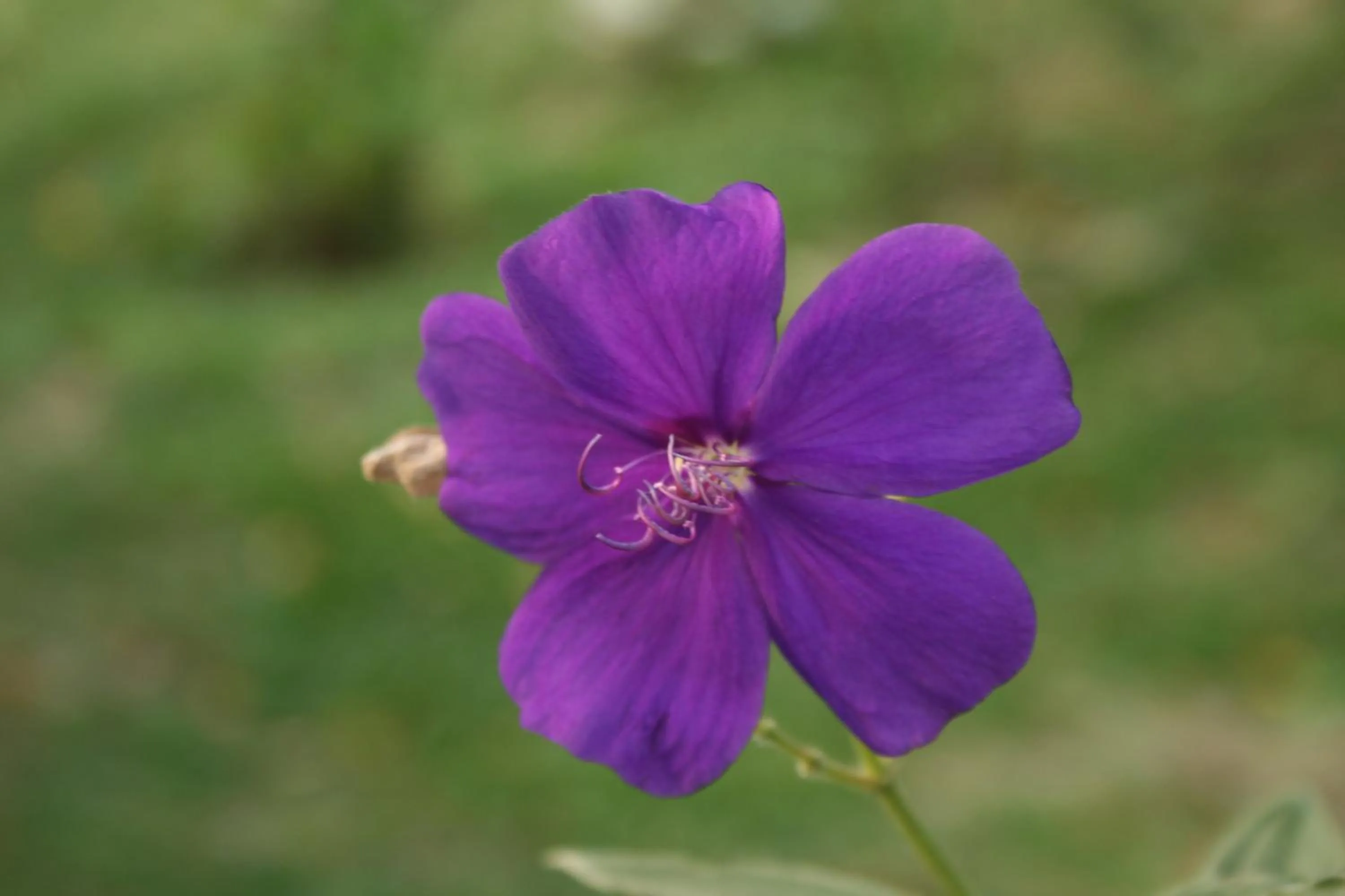 Breakfast in Villas Pico Bonito