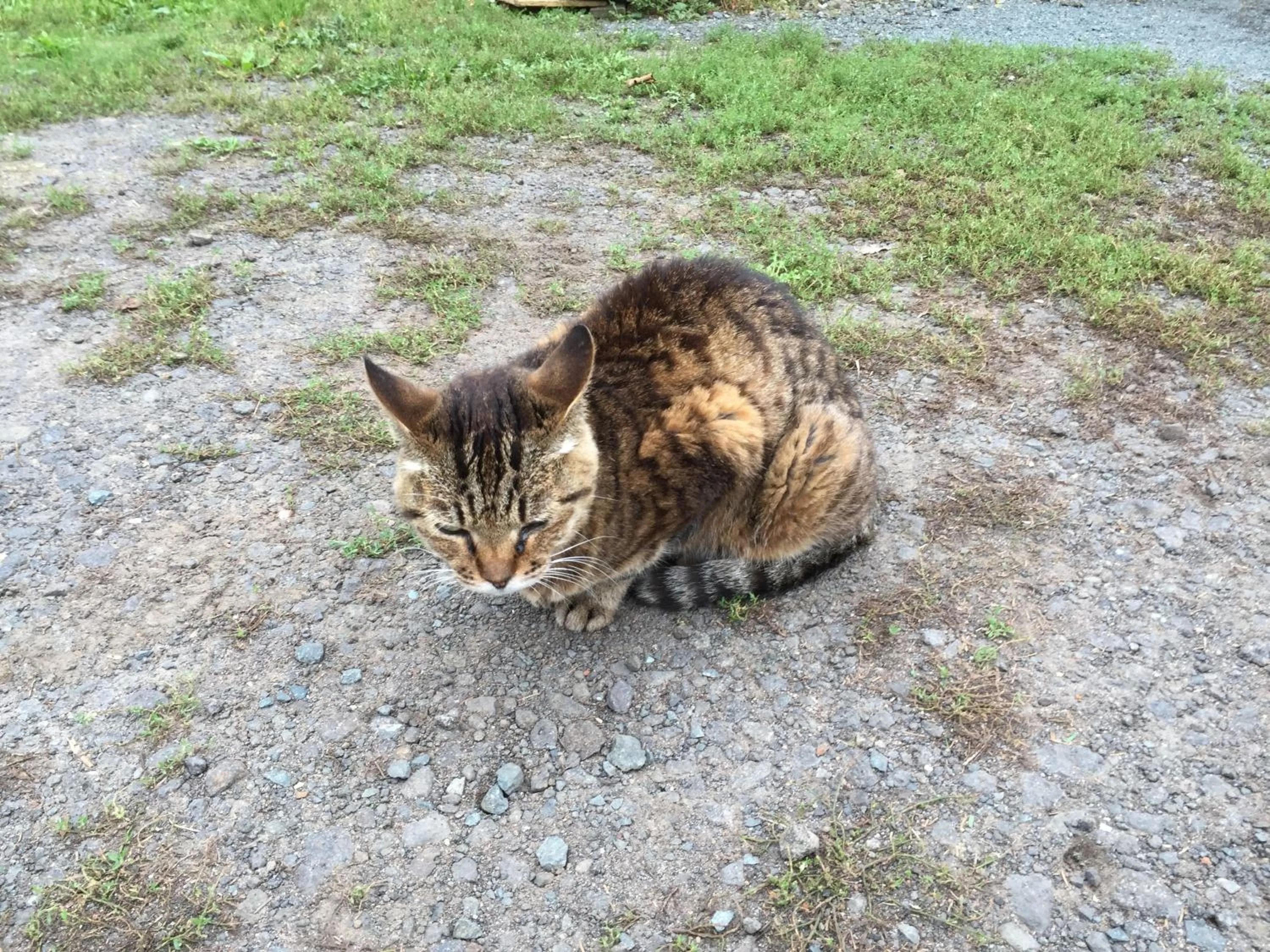 Pets in Farm&Inn Imodango Mura